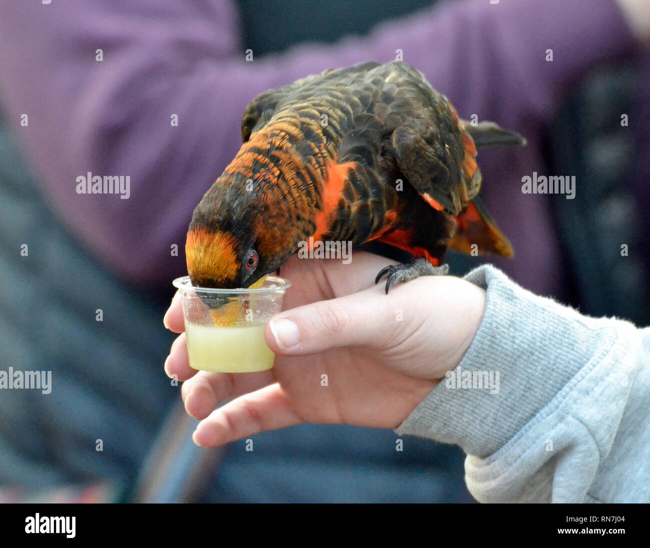Dusky Lori Parrot alimentando il visitatore la mano a Woburn Safari Park, Woburn, Bedfordshire, Regno Unito Foto Stock