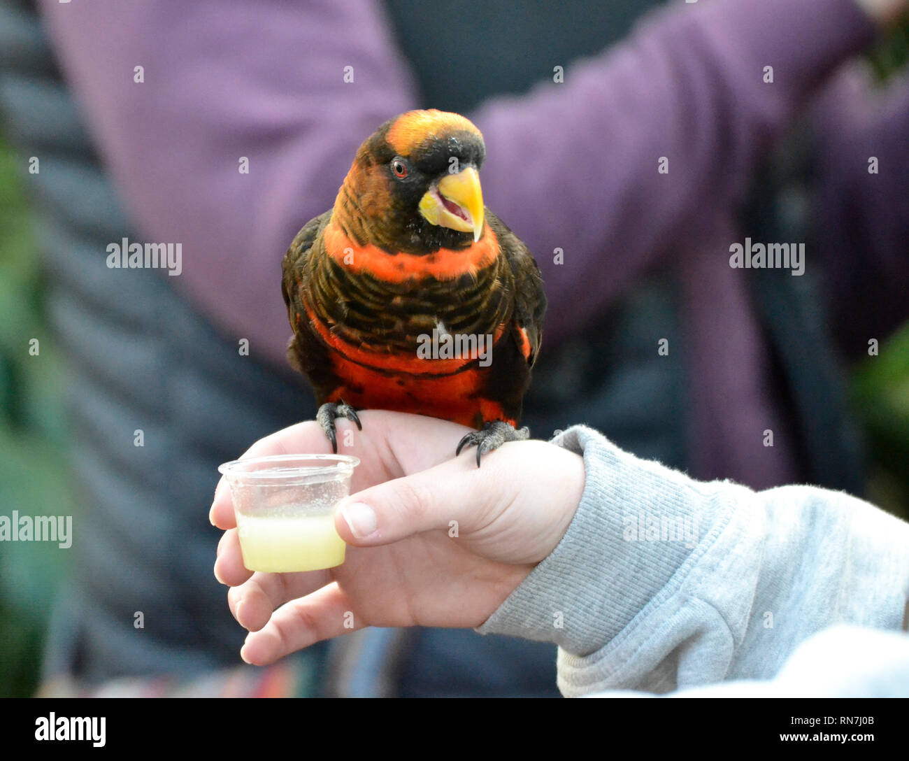 Dusky Lori Parrot alimentando il visitatore la mano a Woburn Safari Park, Woburn, Bedfordshire, Regno Unito Foto Stock