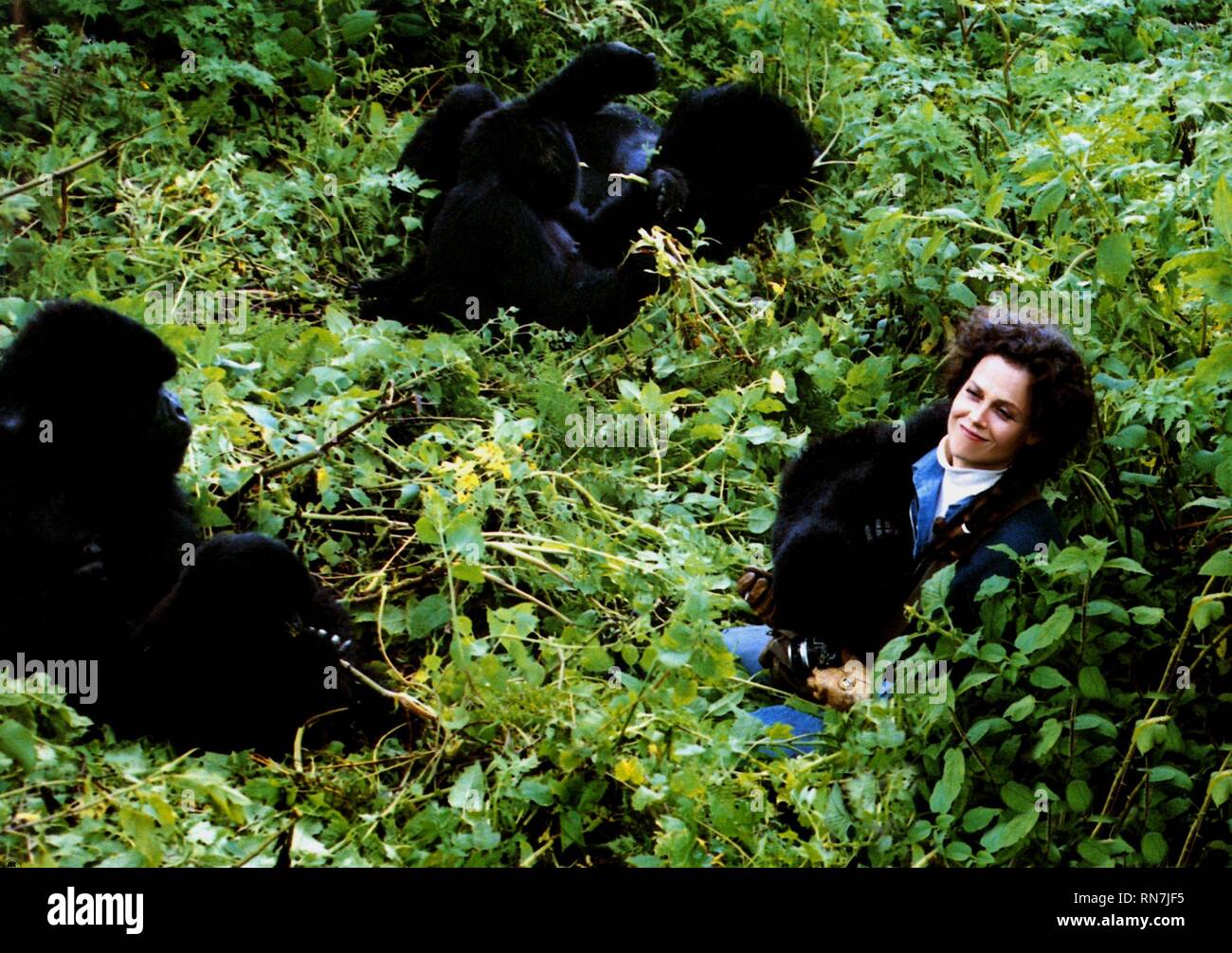 WEAVER,gorilla, Gorilla nella nebbia, 1988 Foto Stock