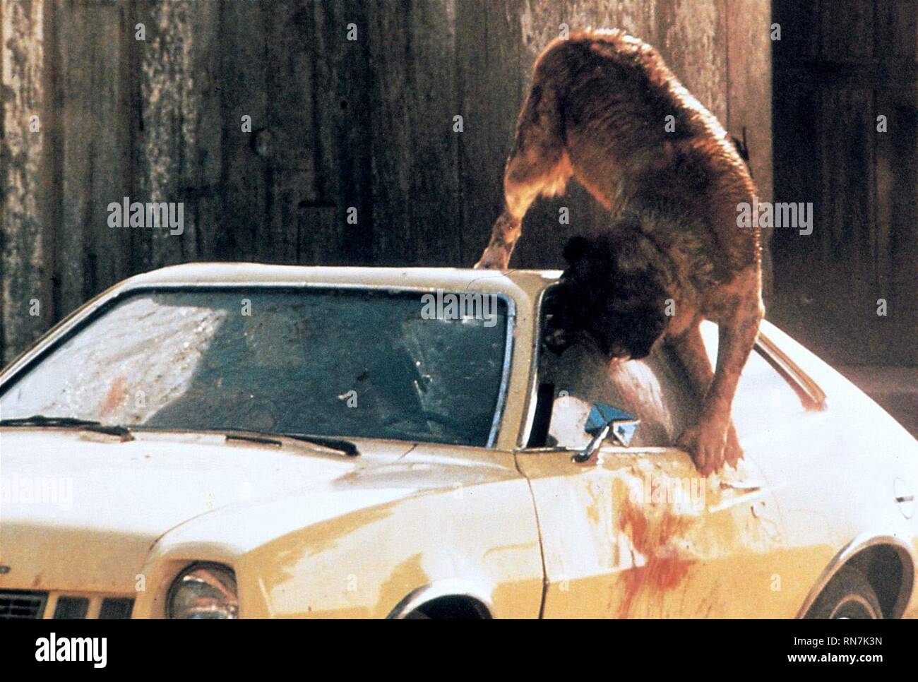 Rabbioso san Bernardo Attacchi cane auto, CUJO, 1983 Foto Stock