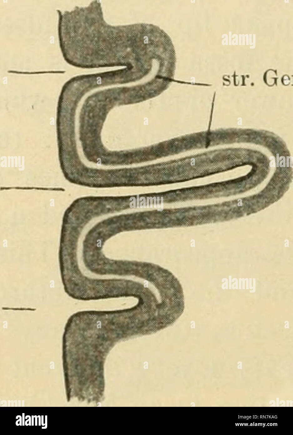 . Anatomischer Anzeiger. Anatomia, comparativo, Anatomia, comparativo. 444 estremità può essere bifido o in molti casi ci può essere un solco retrò- calcarinus verticalis vicino al margine caudale dell'emisfero. Come la rigorosa applicazione del termine "retrocalcarinus" porterà a indesiderabile ambiguità e confusione (come mi deve mostrare più tardi) utilizzerò il termine solco intrastriatus mesialis, in riferimento alla situazione di caratteristica di questa serie di solchi entro la parte mediale dell'area corticale che contiene la stria Gennari. Se si esamina il rapporto della zona striata a Foto Stock