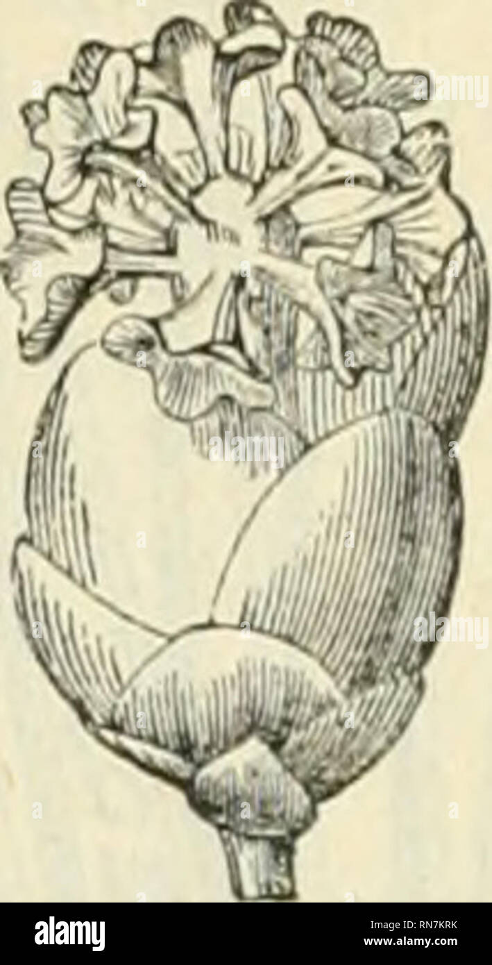 . Anatomie et physiologie végétales à l'usage des étudiants en sciences naturelles des Universités, des élèves à l'Institut agronomique, des écoles d'agricoltura, ecc. Anatomia vegetale; la fisiologia vegetale. . Si prega di notare che queste immagini vengono estratte dalla pagina sottoposta a scansione di immagini che possono essere state migliorate digitalmente per la leggibilità - Colorazione e aspetto di queste illustrazioni potrebbero non perfettamente assomigliano al lavoro originale. Belzung, Ernest Ferdinand, 1859-. Parigi F. Alcan Foto Stock