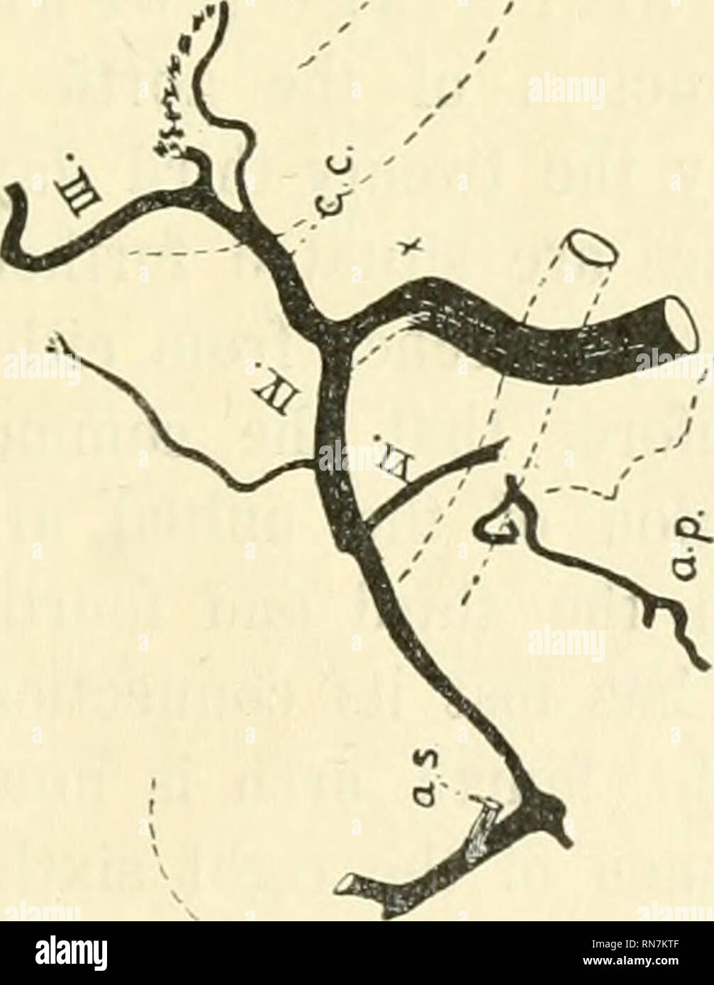 . Anatomischer Anzeiger. Anatomia, comparativo, Anatomia, comparativo. 423 Le arterie sono più grandi nella fase precedente e le due navi sono più vicini tra loro in corrispondenza delle loro origini. Si può sicuramente affermare che almeno piccoli residui di dorsale del primo e del secondo archi persistere fino a questa fase. Una definita ex- -^". Fig. 14. La ricostruzione di archi aortica in embrioni di suini di 23 (?) al giorno. )X( circa 18. a.s. arteria succlavia, x il punto di unione di archi 4a. Altri segni di riferimento come nelle precedenti figg.. Si prega di notare che queste immagini vengono estratte dalla pagina sottoposta a scansione di immagini che possono essere state digi Foto Stock