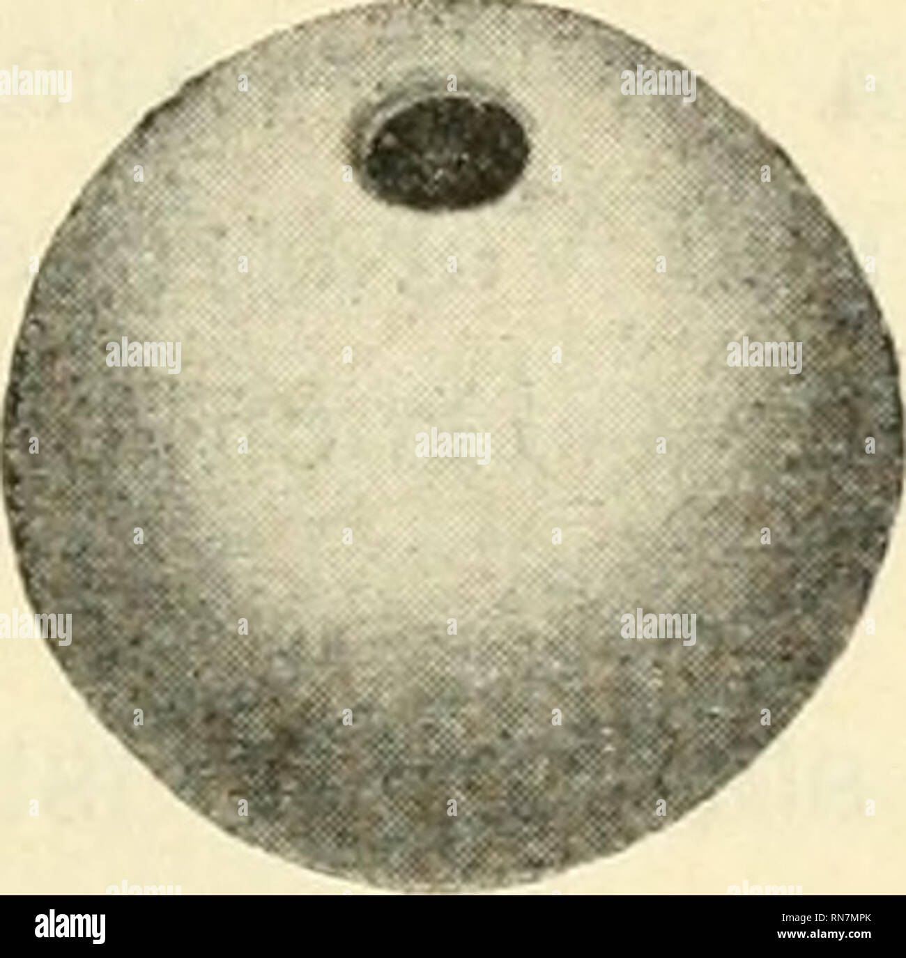. Anatomischer Anzeiger. Anatomia, comparativo, Anatomia, comparativo