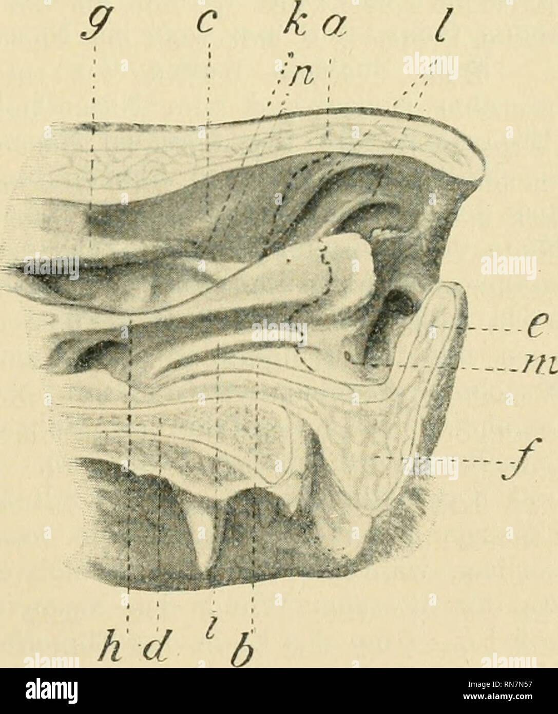 . Anatomischer Anzeiger. Anatomia, comparativo, Anatomia, comparativo. liehen Nasenhöhle liegende Ergänzungsfalte der dorsalen Nasenmuschel (gerade Falte, plica recta) geht, sich mehr und mehr verjüngend, in ein im vestibolo nasi gelegenes Fältchen über das dorsale schräg- und nasenlochwärts verläuft und sich an der Grenze zwischen lateraler Nasenwand und Nasendach in 7 - 8 strahlenförmig divergierende Fält- chen auflöst. In der eigentlichen Nasenhöhle verläuft, wie nebenbei bemerkt werden mag, zwischen der Plica alaris und der geraden Falte mit letzterer parallel und anfänglich von ihr verdeck Foto Stock