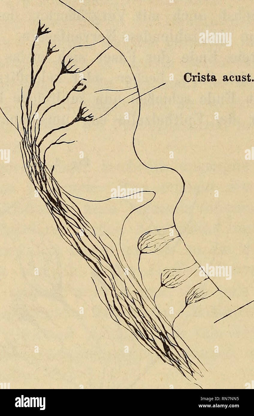 . Anatomischer Anzeiger. Anatomia di confronto. 168 "IFF. 3. Crestato acust.. La macula acust. sehr feine, schmale Nervenfasern an die Epithelzellen herantreten und sich in allerfeinste Fibrillen auflösen, die dem Körper der Epithel- zellen innig angelagert sind. Die Endkelche sind hier wenig oder gar nicht ausgebildet. Oft si es scheinen, als ob die Nervenfaser direct in die Epithelzelle übergehe; untersucht man das Präparat jedoch mit starken Systemen und es ist ein nicht zu unterschätzender Vorteil der Methylenblaumethode, dass Sie die Anwendung selbst der stärksten Immersionssysteme gestattet, Foto Stock