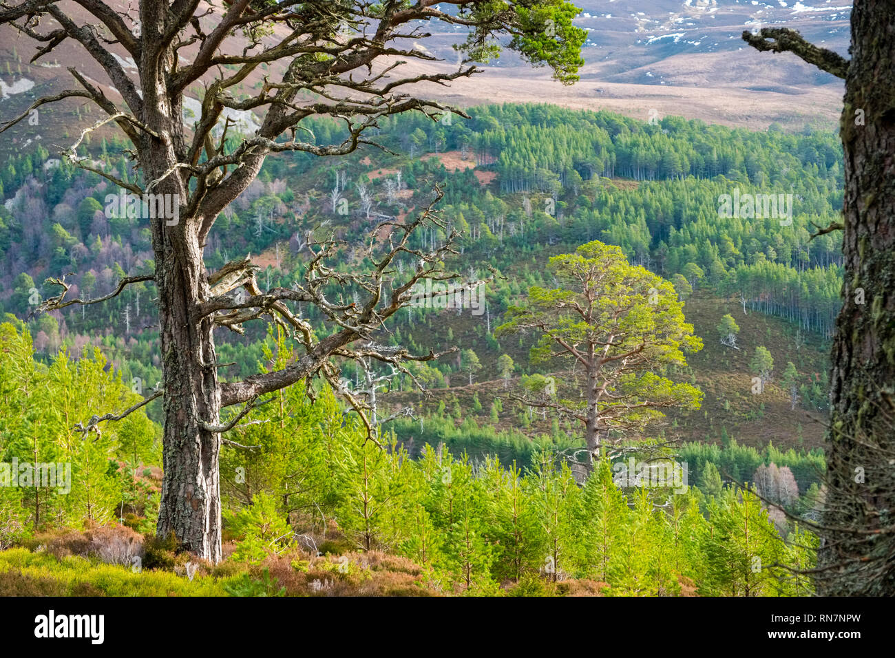 Caledonian foresta di pini nel Queens foresta vicino a Aviemore, Cairngorms, Scotland, Regno Unito Foto Stock