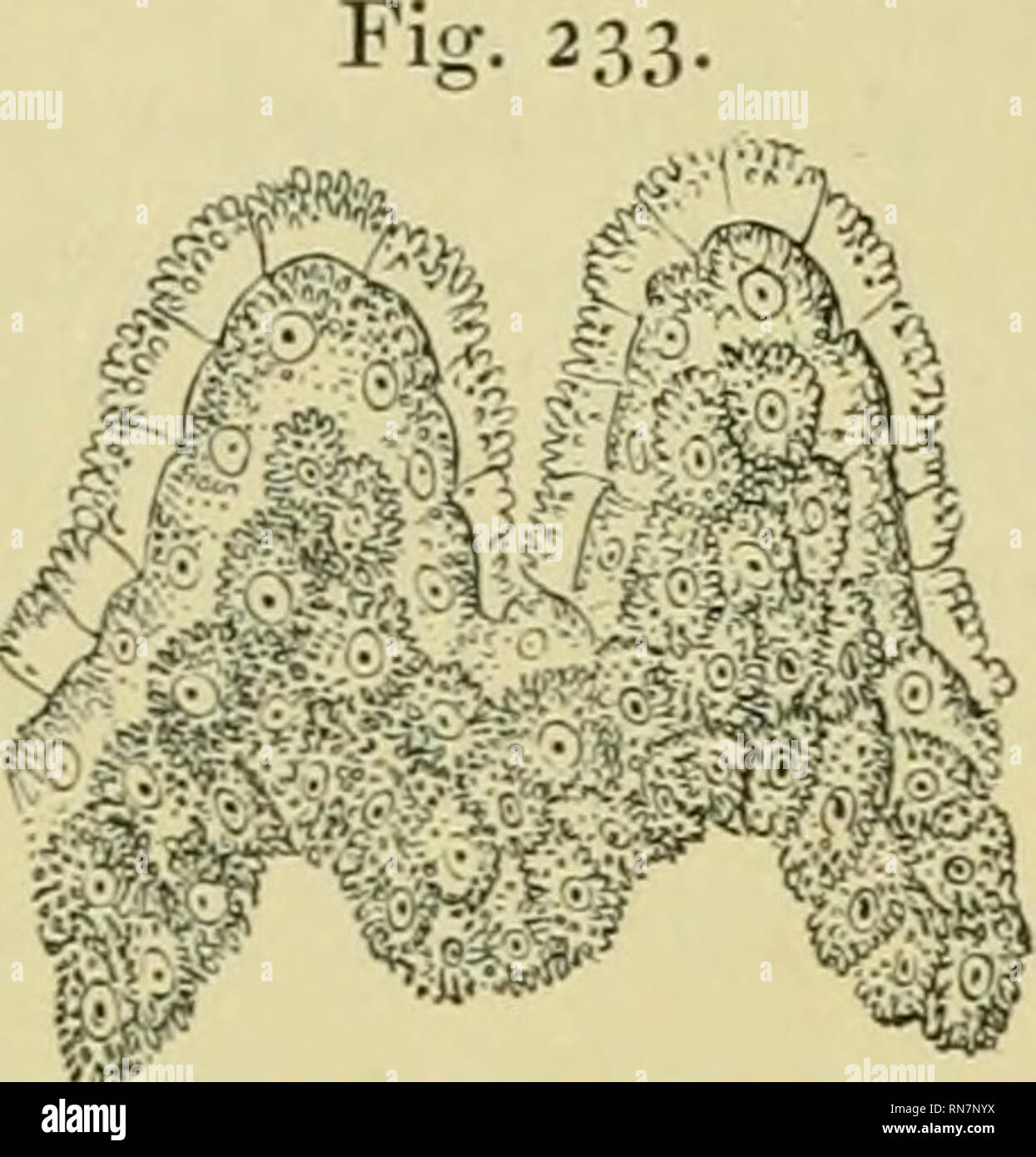 L Anatomia Della Rana Rane Anatomia Anfibi Anatomia La Pelle E Le Sue Appendici