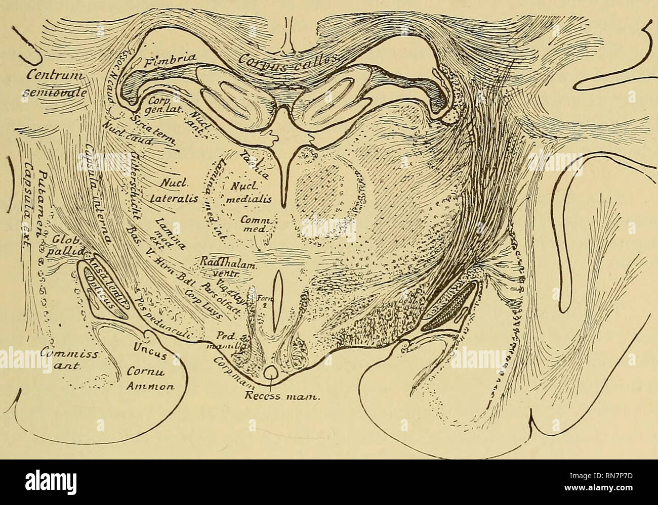 . L'anatomia del sistema nervoso centrale di uomo e di vertebrati in generale. Neuroanatomia; il sistema nervoso centrale. METATHALAMUS e nell'ipotalamo. 273 costituiscono tuttavia il solo elementi del midollo del regio subthalamica. Nella sezione dal cane, mostrato in Fig. 176, che è un po' più lontano frontalmente rispetto a Fig. 175, e successivamente anche in Fig. 178, è vedere di grandi dimensioni. Fig. 176.-dal cane. Sezione frontale di circa la metà del talamo. Al di sotto del corpo calloso giacciono le estremità frontali di entrambi cornua Ammone, che sono collegati per mezzo della psalterium e inviare le th Foto Stock