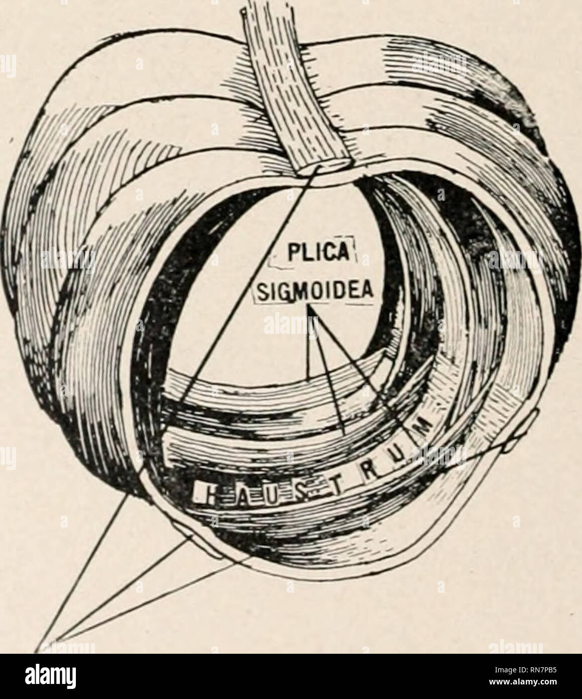 . Anatomia in poche parole : un trattato di anatomia umana nella sua relazione di osteopatia. Anatomia umana; medicina osteopatica; medicina osteopatica; Anatomia. 340 anatomia in un nutshell. 7. Fornice, che è una commissura longitudinale anche. 8. Posteriore o inferiore velum midollare. 9. Valvola del Vieussens, anteriore o superiore velum midollare. Di seguito sono riportati i principali commessure longitudinale: 1. Tratti olfattivi. 2. La tenia semicircularis. 3. Crura cerebri. 4. Processus-e-cerebello annuncio testicoli. 5. Peduncoli della ghiandola pineale. 6. Fornice. 7. Infundibuluni. 8. Lamina Cinerea. 0. Gyrus fornicatus. 10. Foto Stock