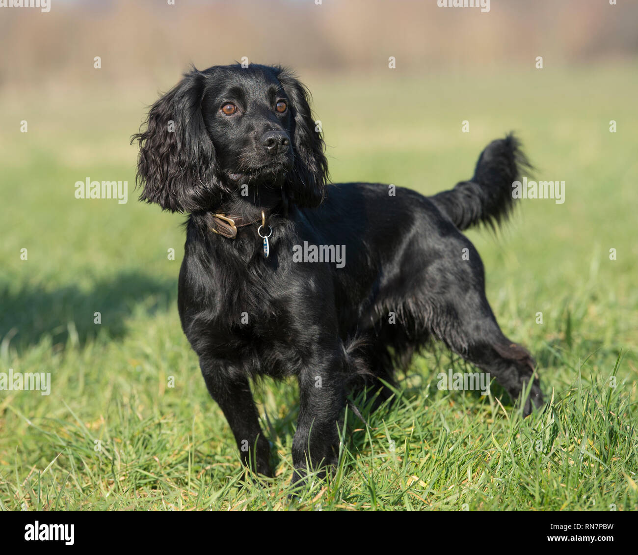 English cocker spaniel cane Foto Stock