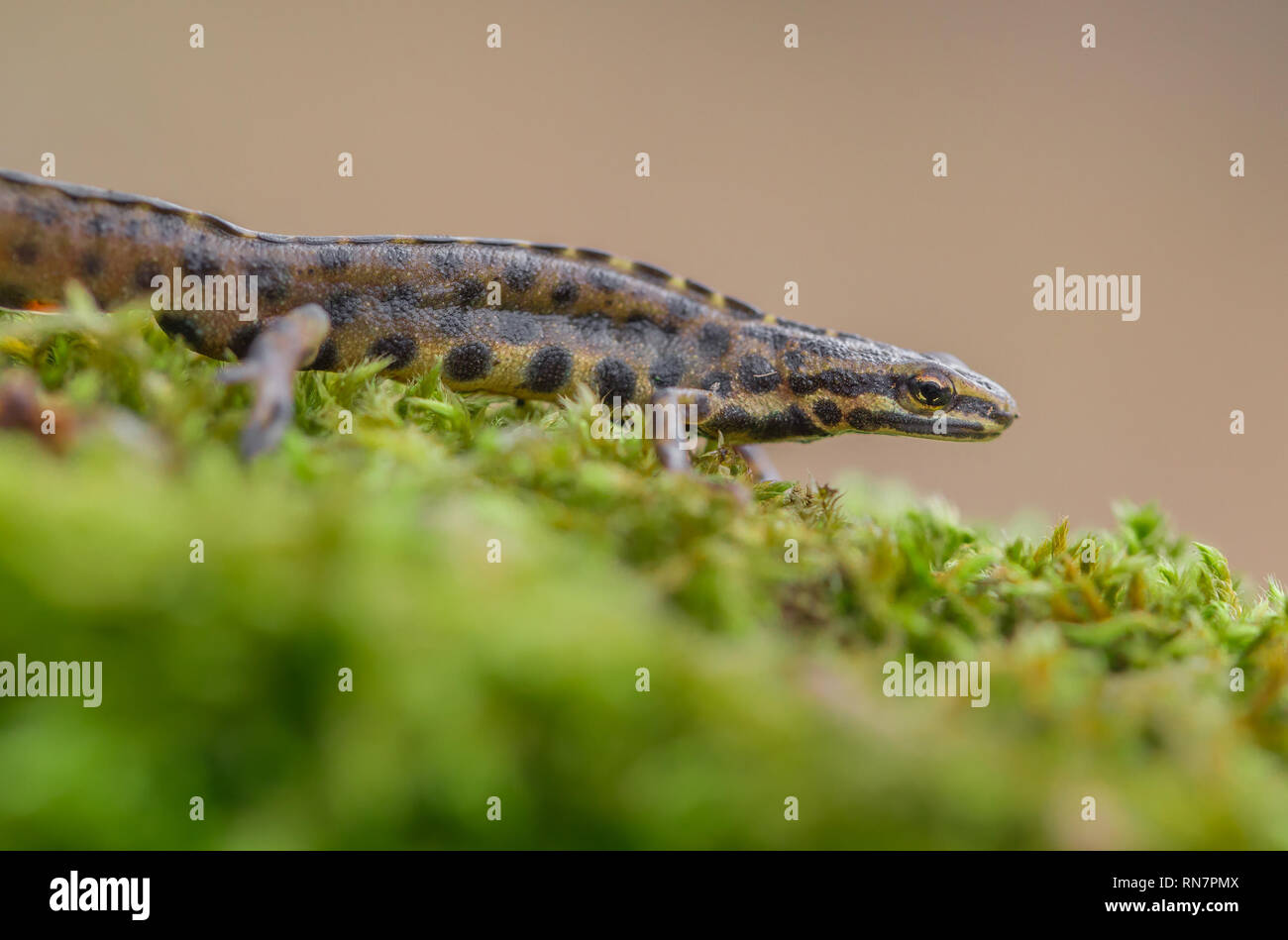 Il tritone crestato liscia, noto anche come il tritone comune Lissotriton vulgaris precedentemente Triturus vulgaris in ceco Repiblic Foto Stock