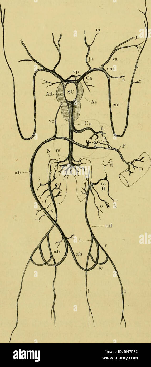 . L'anatomia della rana. Rane -- anatomia; Anfibi -- anatomia. 242 il sistema vascolare. (2) La vena mandibolare [Jena maxillaris inferiore), (Fig.-. 161 ;;/) scorre lungo l'inserimento del M. suhmaxillaris, e si gira verso l'interno alla sua ostacolano il confine per unire la vena linguale. b. La vena innominate [Jena anonyma), (Fig. 160 A) è formata dall'unione di Fig. 159.. giugulare interna e la subscapular vene. Tracciando l'inno- minate vena verso l'alto tra il suspenso- rium e lo spallamento- corpino, la vena giugulare interna sarà visto per ricevere la vena vertebrale al confine esterno della t Foto Stock