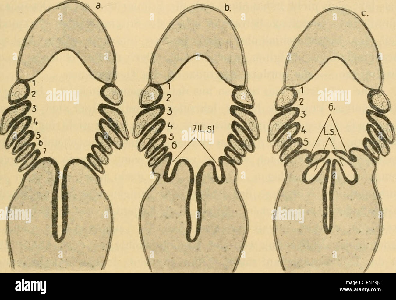 . Anatomischer Anzeiger. Anatomia, comparativo, Anatomia, comparativo