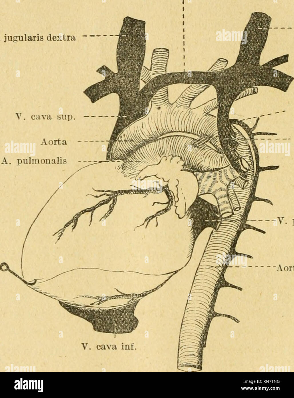 . Anatomischer Anzeiger. Anatomia, comparativo, Anatomia, comparativo. 492 Herz Das zeigte hinsichtlich circuizione Größe und Wandungsstärke^ annähernd normale Verhältnisse; das subepikardiale Fett vvar reichlich entwickelt. In der Vorhofsscheidewand fand sich ein kleines foramen ovale, das aber durch eine vom oberen, vorderen und unteren Kande der fossa ovalis entspringende Klappe im linken Vorhof gedeckt guerra; die Größe der Klappe muß genügt haben, um die vorhandene Öffnung vollständig zu schließen. Auf der linken V. jugularis transversa = Anonyma peccato. V. jugularis dextra V. cava sup Aorta A. pulmon Foto Stock