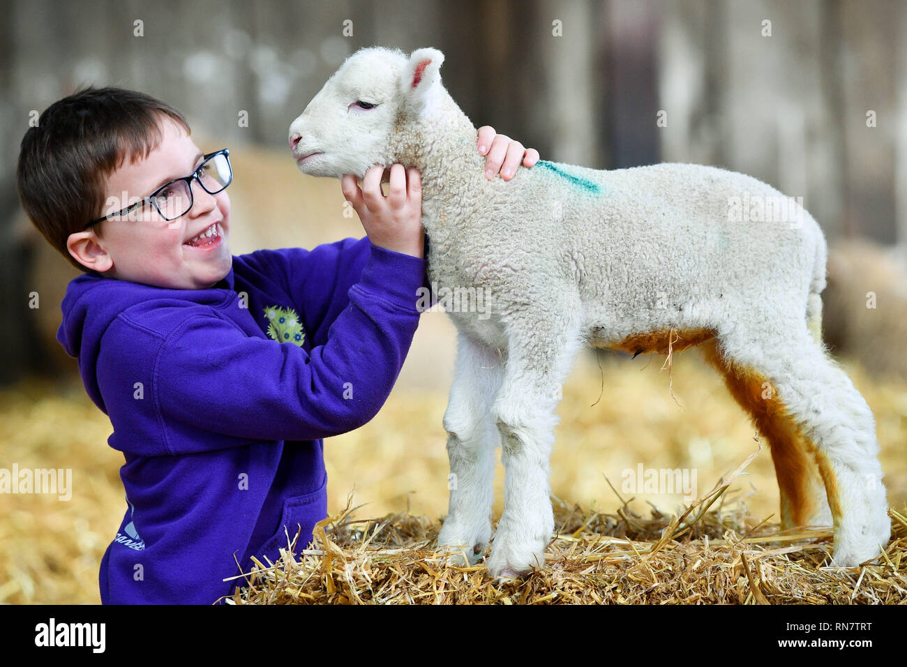 Zach Williams, 5, da Bristol, solletica un neonato agnello in The Olde casa fattoria di lavoro-soggiorno vicino a St Albans, Cornwall, dove il bel tempo consente in precedenza figliando prima del picco di stagione in marzo e aprile. Foto Stock