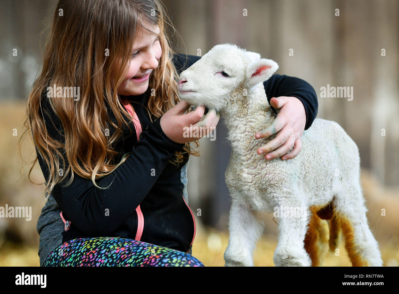 Ella Williams, 8, da Bristol, solletica un neonato agnello in The Olde casa fattoria di lavoro-soggiorno vicino a St Albans, Cornwall, dove il bel tempo consente in precedenza figliando prima del picco di stagione in marzo e aprile. Foto Stock