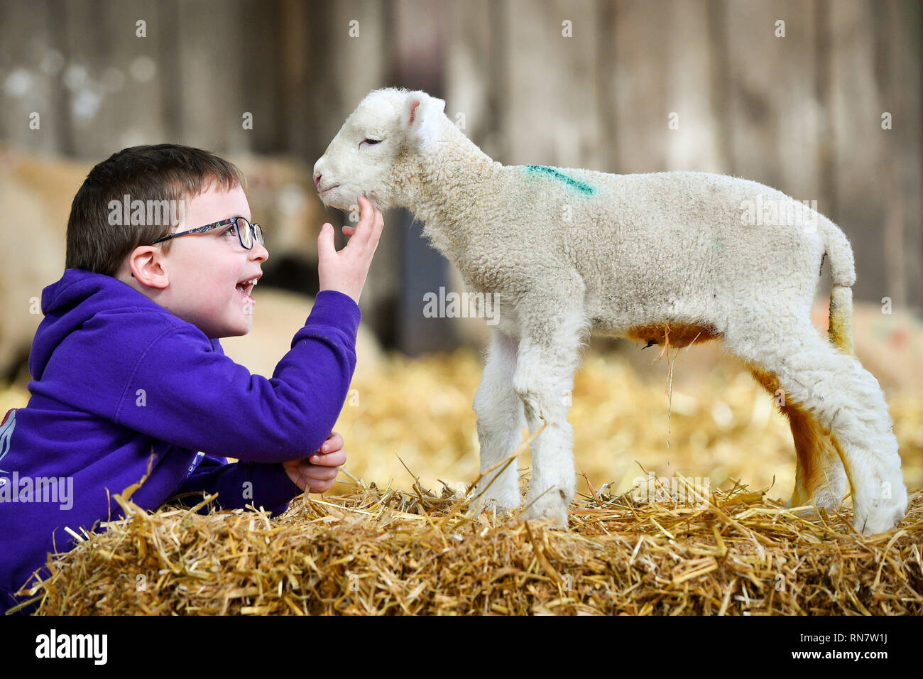 Zach Williams, 5, da Bristol, solletica un neonato agnello in The Olde casa fattoria di lavoro-soggiorno vicino a St Albans, Cornwall, dove il bel tempo consente in precedenza figliando prima del picco di stagione in marzo e aprile. Foto Stock