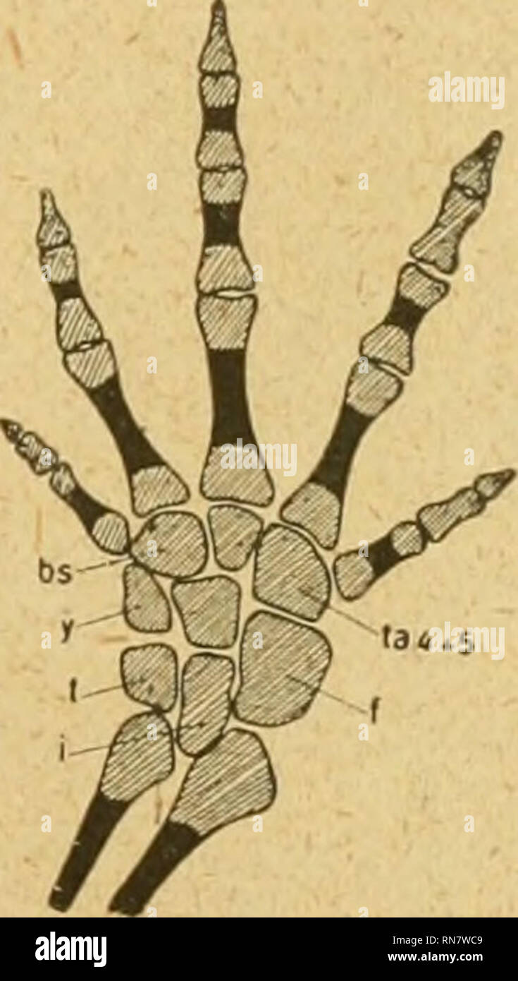 . Anatomischer Anzeiger. Anatomia, comparativo, Anatomia, comparativo. Abb. 3. Abb. 4. Abb. 5. Abb. 3. Abb. 4. Abb. 5. Fuß von Diemyctylus torosus. S. A. = 6,5 cm. Verj^r. 2,4 fach. Fuß von Diemyctylus viridescens. S. A. = 4,2 cm. Vergr. 3,5 fach. Fuß einer Larve von Triton cristatus. S. A. = 1,65 cm. Vergr. 12 fach. opacum repräsentiert wird (abb. 1) zu einer zweiten, welcher die randständigen accessoria fehlen, die Phalangenformel 2, 2, 3, 4, 2 aber noch erhalten bleibt (A. tigrinum). Die nächste Stufe mit der Formel 2, 2, 3, 3, 2 oder 1, 2, 8, 3, 2 stellt Abb. 2 dar (Desmognathus fuscus Raf.) Foto Stock