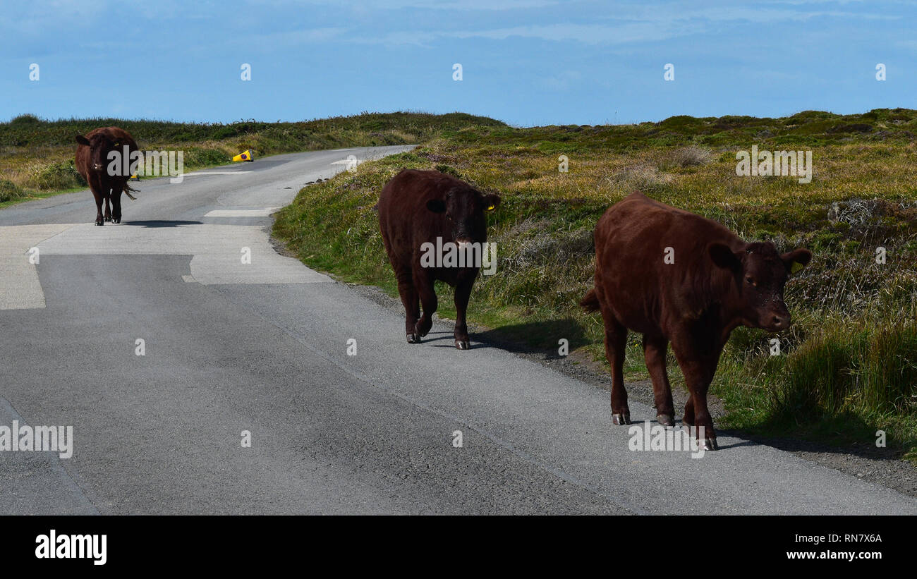 Kynance Cove - Rosso Devon bestiame bovino Foto Stock