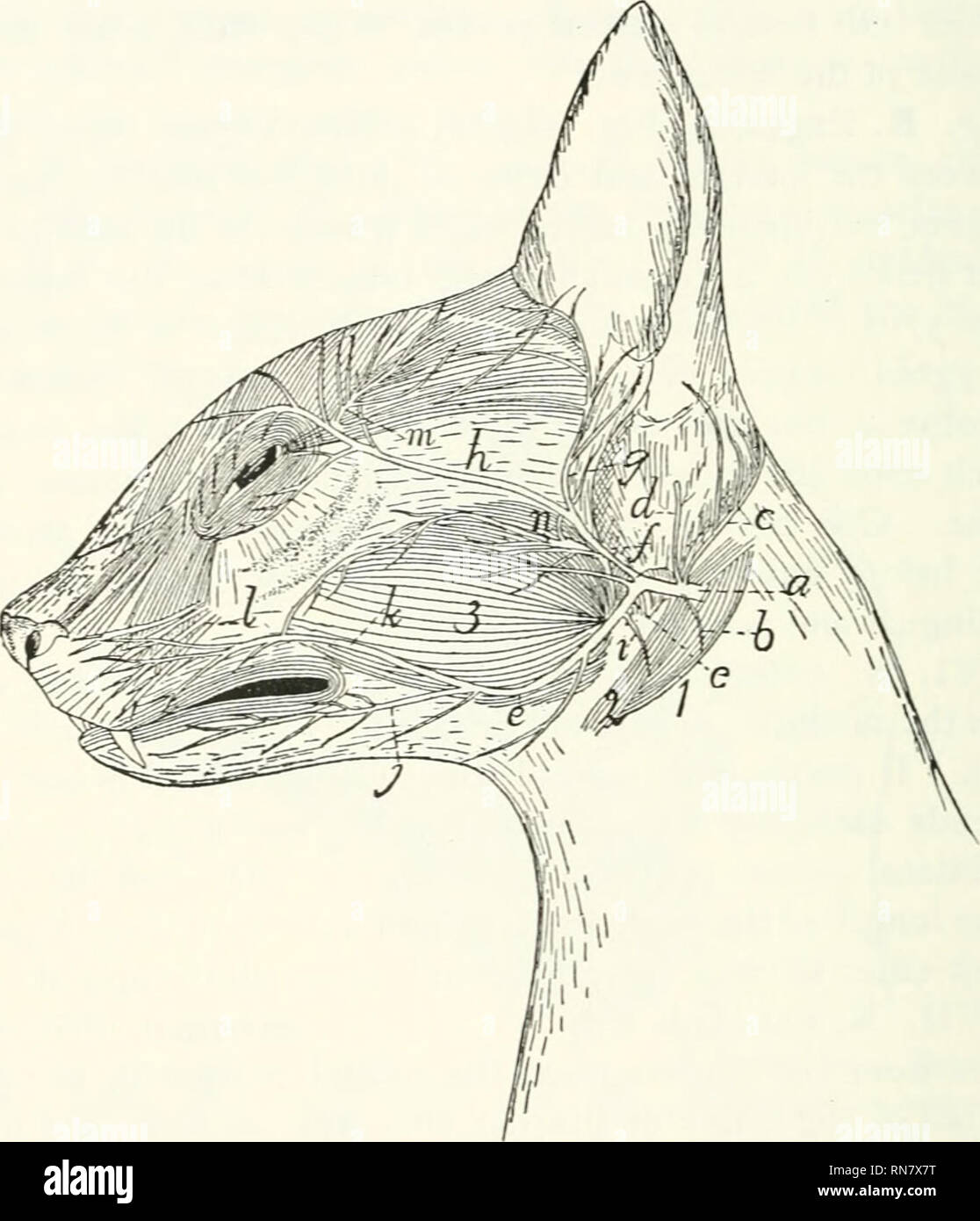 . Anatomia della cat. Gatti; mammiferi. 376 Sistema nervoso. forma la sua continuazione, e si unisce il ganglio sphenopalatine (P- 373)- La chorda tympani è dato fuori due o tre millimetri prima della comparsa del trattamento del viso a il forame stylomastoid. Esso passa nella cavità timpanica, si estende attraverso di esso tra l. Fig. 155.-Nervi superficiali del viso. a, N. facialis; S, ramo di digastric; c, N. auricularis; posteriore J, ramo all'interno dell'orecchio, ^, ramus ventrale; /', dorsale ramus; g. temporal ner'e; /i, nervo zigomatico; i nervi di muscolo stylohyoid; j, inferiore del nervo buccale; X', superior b Foto Stock