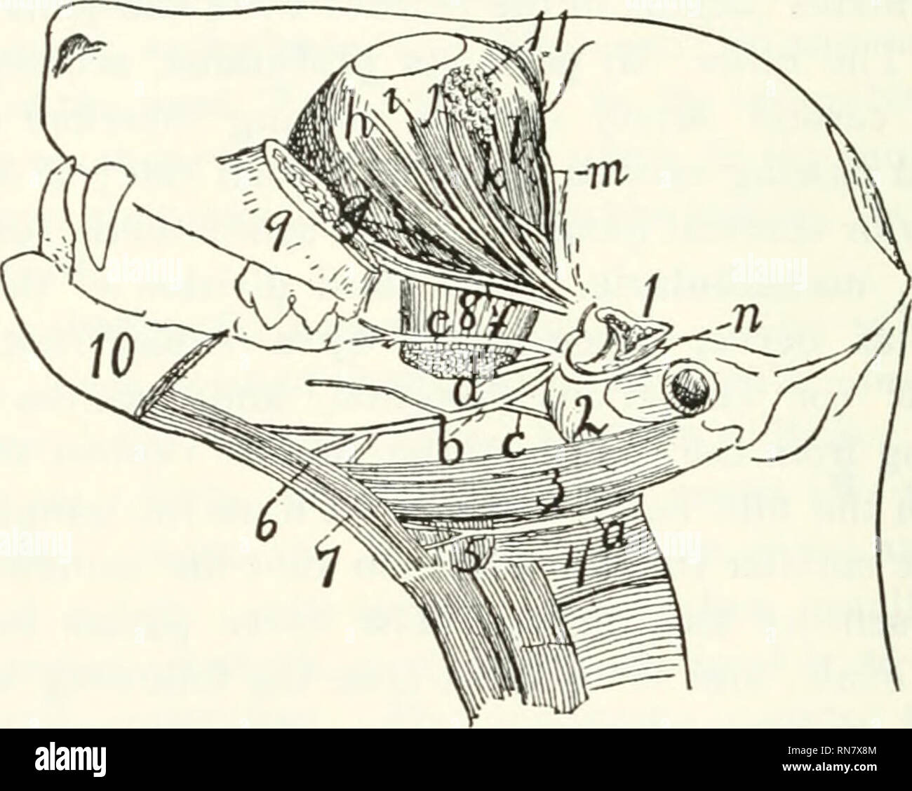 . Anatomia della cat. Gatti; mammiferi. 374 NERyOUS SISTEMA. b. N. temporalis profundus-.-uno o più rami di grandi dimensioni passando mediad dell'arco zigomatico al muscolo temporale. c. N. massetericus.-l'masseteric passa nervo dorso- craniad al muscolo massetere. d. N. pterygoideus.-uno o più rami pterygoid pass per i muscoli pterygoid. Un rametto di nervo all'interno pterygoid passa nella cavità timpanica e alimenta il tensore di muscolo tympani. e. N. buccinatorius (Fig. 154, c).-Questo craniad passa lungo la superficie dorsolateral dei muscoli pterygoid (Fig. 154, 8) per il Foto Stock
