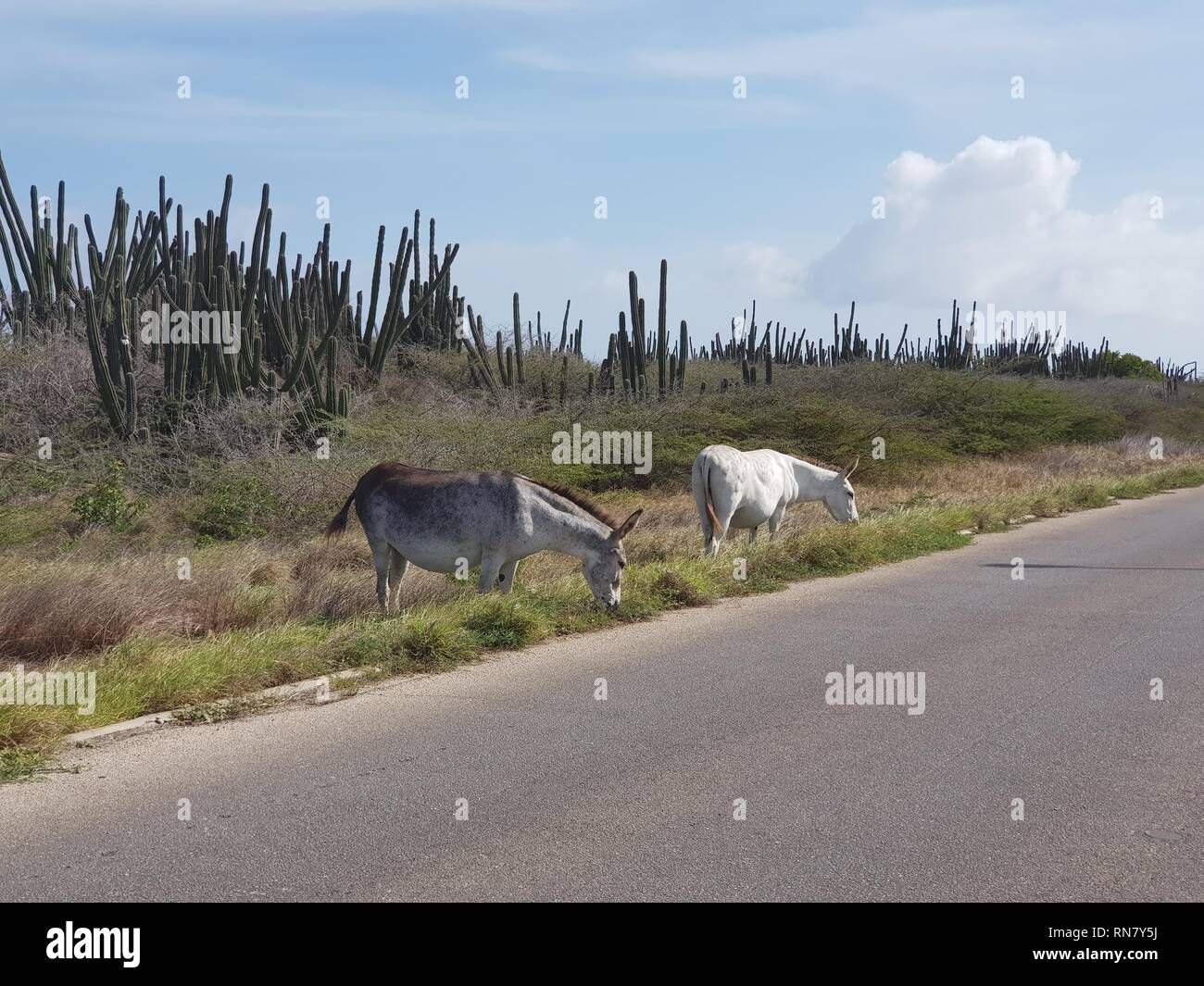 Donkies sulla strada di Aruba Foto Stock