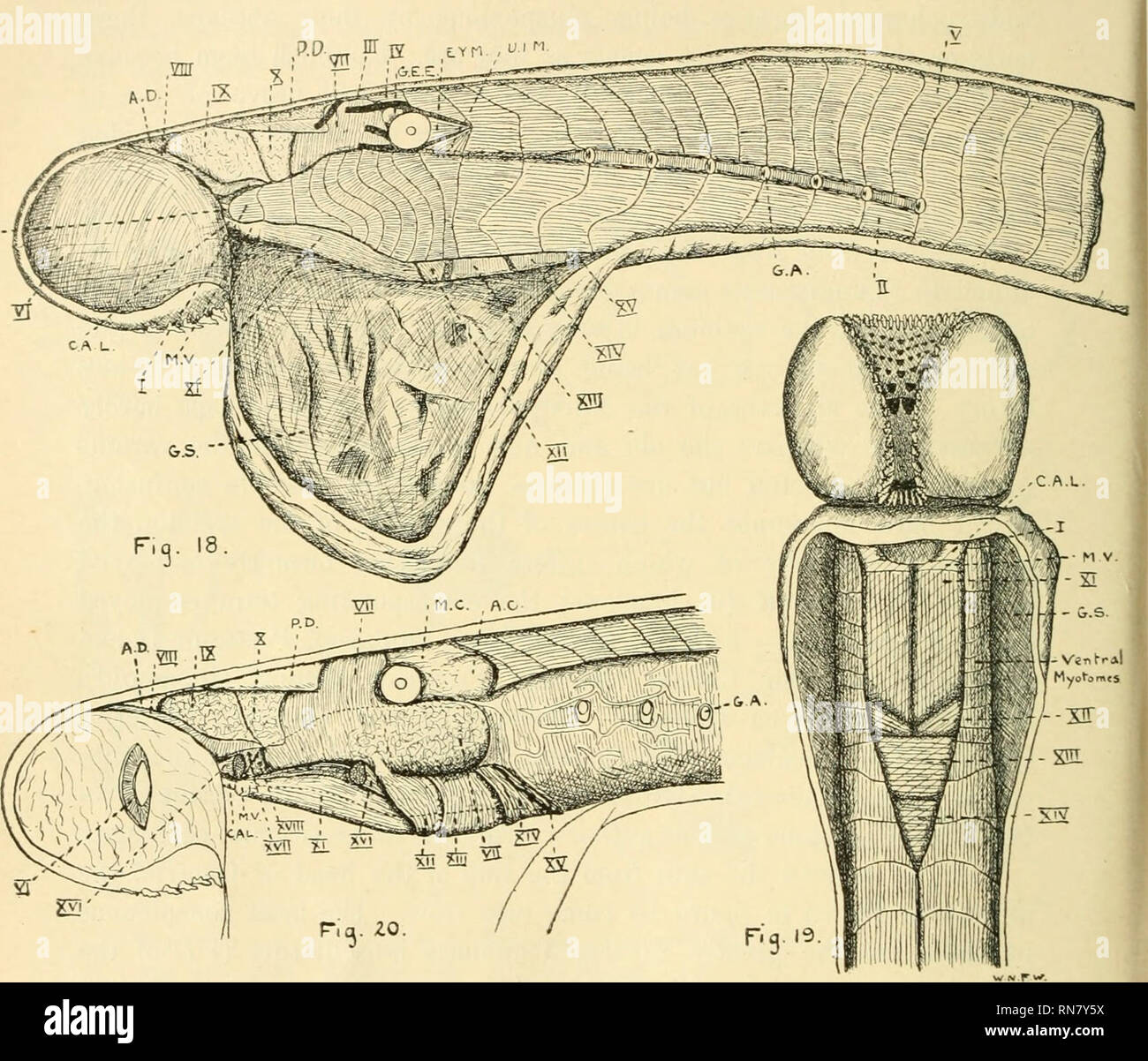 . Anatomischer Anzeiger. Anatomia, comparativo, Anatomia, comparativo. 134 è stato impedito dalla gill APPARECCHIATURA (cfr. parte I), apparentemente sono costituiti da 17 segmenti (vedere fig. 25 aspetto dorsale), il primo segmento (///) essendo situato nella parte anteriore dell' occhio e il diciassettesimo (F) di fronte all'ultimo gill schisi. La striscia di muscolo U.I.M. marcato è fissato inferiormente al subocular arch ed eventualmente rappresenta il più ? ventrale.un  nr ^ lym &gt;' '^' SJVT. Fig. 18 (X circ. 1). Vista laterale della regione della testa di Geotria australis dopo la rimozione del siiin laterale. Fig. 19 (X circ. 1). Vista ventrale dopo remo Foto Stock