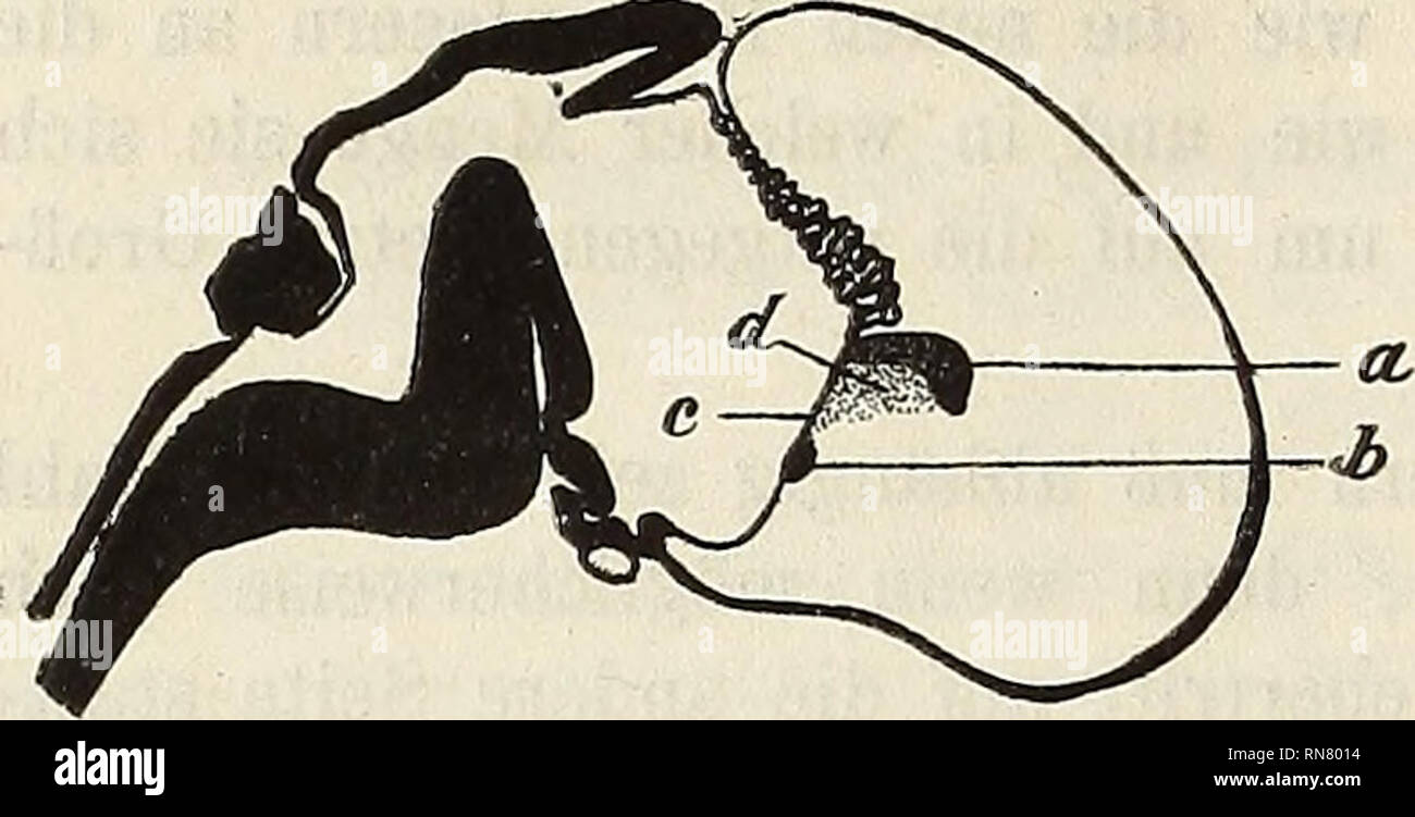 . Anatomischer Anzeiger. Anatomia di confronto. 158 hirnabschnitte bilden den caudalen Bogen der Balkenschnittfläche, das Splenium, die Fasern aus den mittleren Rindenteilen setzen das corpo calloso selbst zusammen und die Fasern der nasalen Hemi- sphärenteile bilden das auf dem Medianschnitte nun Freie und hakenförmig ausgebogene Genu. Alles das ist vorerst auf kleinem Räume beisammen. Je Fig. 2. un Balken, b Gehirncommissur nasale, c Strecke der Schlußplatte zwischen beiden, d Anlage des setto pellucidum.. Si prega di notare che queste immagini vengono estratte dalla pagina sottoposta a scansione immagini che possono avere b Foto Stock