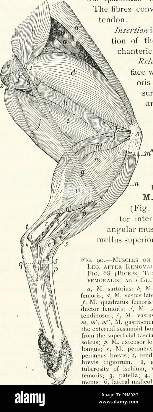 Anatomia della cat. Gatti; mammiferi. 192 i muscoli. La superficie esterna  dei Ramus dell'ischio per quanto riguarda la zona per il quadratus femoris  (Fig. 90, /). Le fibre convergono verso un