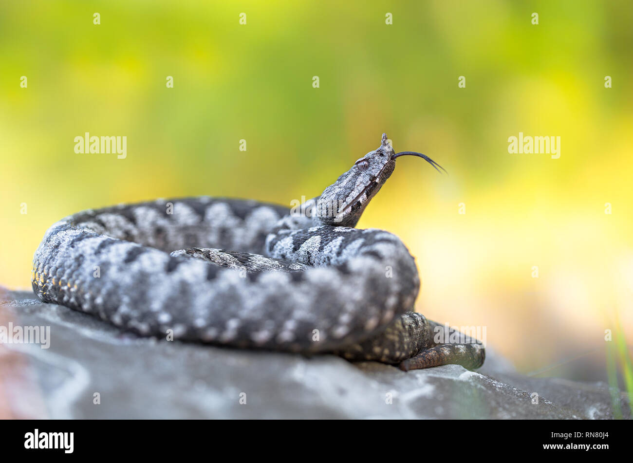 Maschio a becco lungo viper Vipera ammodytes in Croazia Foto Stock