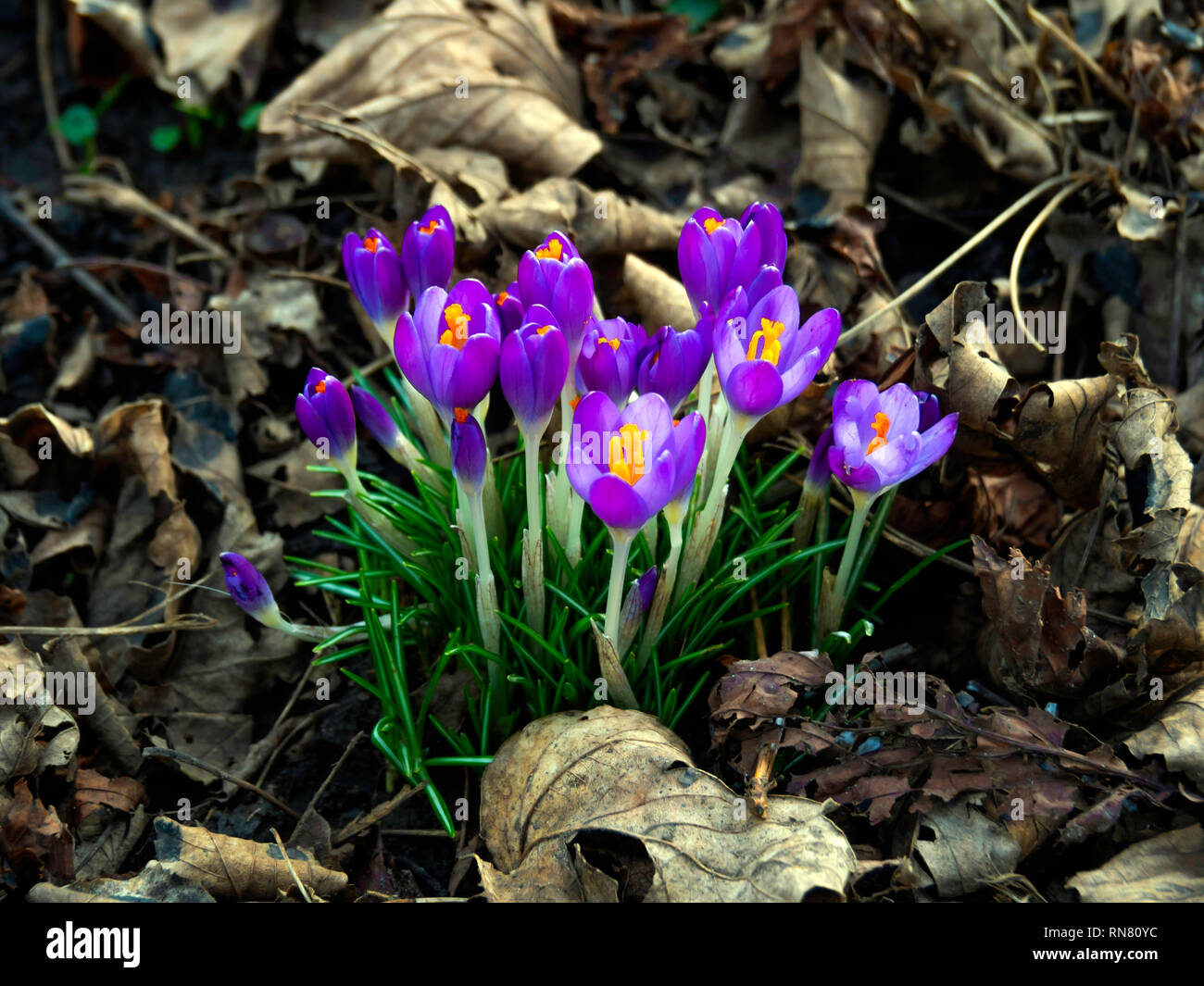 Fioritura precoce primavera fioriture di crochi in febbraio nel North Yorkshire Foto Stock
