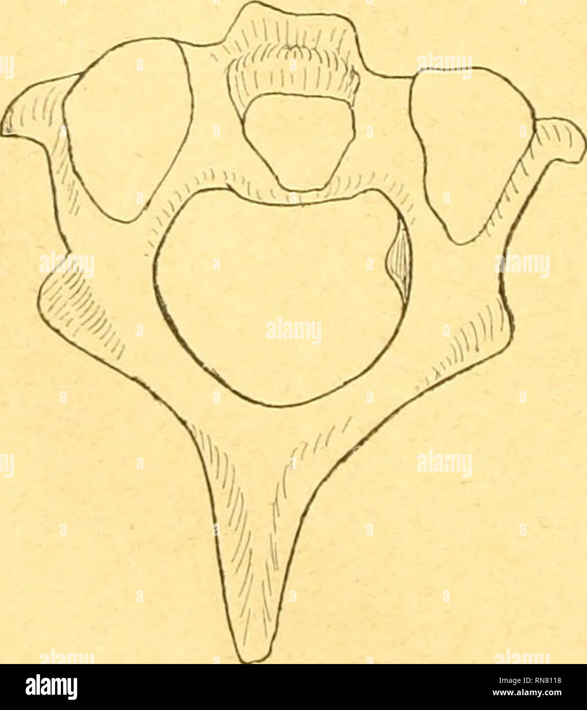 . Anatomischer Anzeiger. Anatomia, comparativo, Anatomia, comparativo. 1% Teil der Wirbelsäule stark in dorsaler BichtuDg abgebogen. Ihre Längsachse bildet mit der Senkrechten einen Winkel, der größer als beim Schimpanse, kleiner als beim gibbone erscheint. Besondere Erwähnung verdient ein Befund bei einem ausgewachse- nen esemplare von Cercopithecus callitrichus (?). Hier wies der Dom des 3.und 4. Un Halswirbels meinem Caudalrand in geringer Ent- fernung von der Spitze jederseits ein kleines Höckerchen auf, das un ähnliche Befunde am Epistropheus erinnert und oltenbar mit dem Ansatz eines Muskel Foto Stock