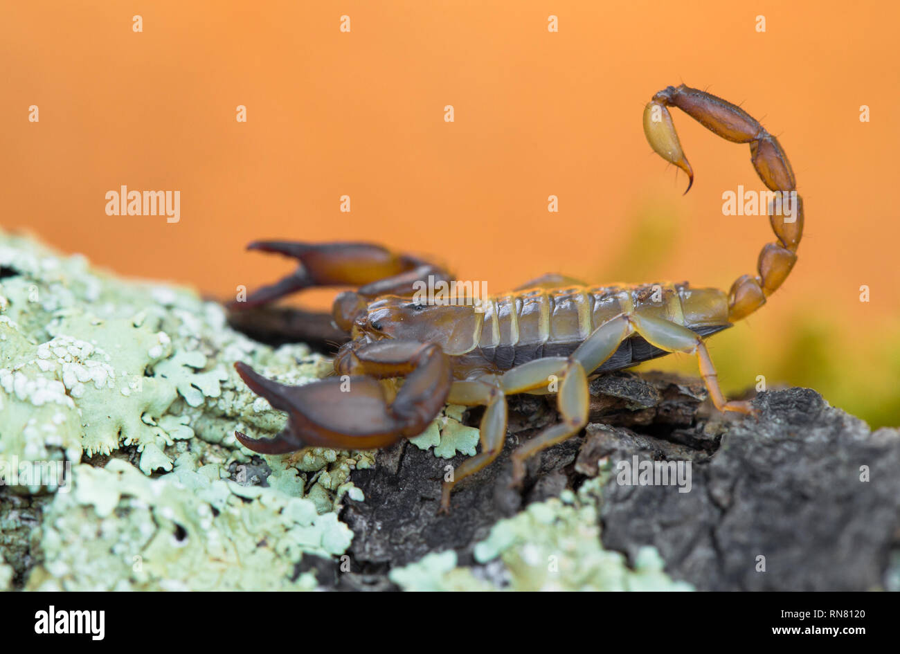 Piccolo innocuo Scorpion Euscorpius sp. in Croazia Foto Stock