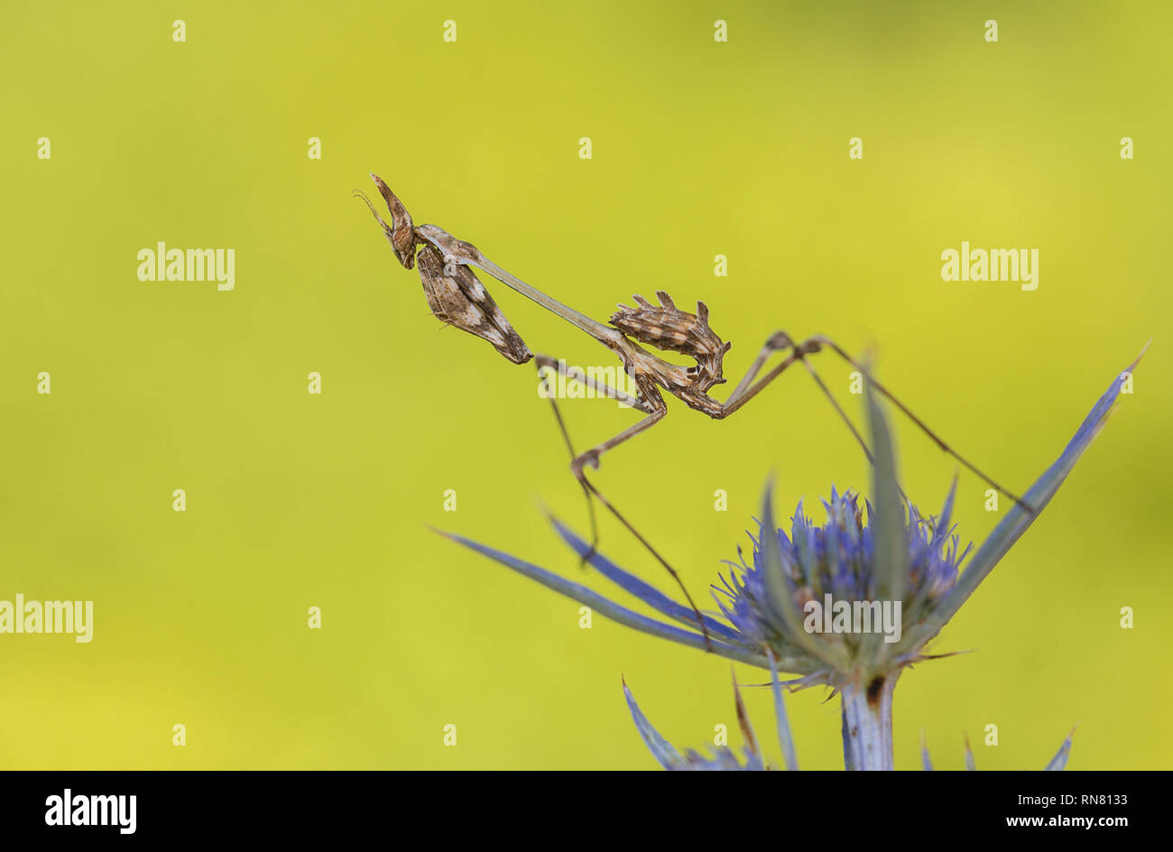 Ninfa di Mantis Empusa fasciata in Croazia Foto Stock