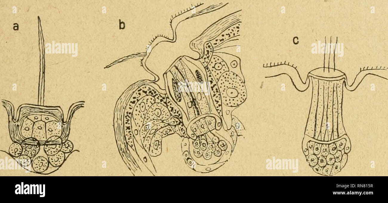 . Anatomischer Anzeiger. Anatomia, comparativo, Anatomia, comparativo. 115 1. Über einige Bauverhältnisse der Hautsinnesorgane der Qeckoniden und von Uroplatus. ToDAROS Anschauungen über den Bau der Hautsinnesorgane der Geckoniden ergeben sich am einfachsten una mano , Unserer Abb. la-c, die Kopien circuizione Abb. 61, 53 u. 54, TAF. XI a. a. 0. sind (vgl. auch "Studien'' I, S. 153-154). Die Organe sollen rein cellule epiteliali sein, durchsetzen die ganze Dicke der epidermide, berühren mit dem Grund die Oberfläche der Kutis und reichen mit dem anderen Ende bis zur Außenfläche der Haut, wo sie von einem Deckel v Foto Stock