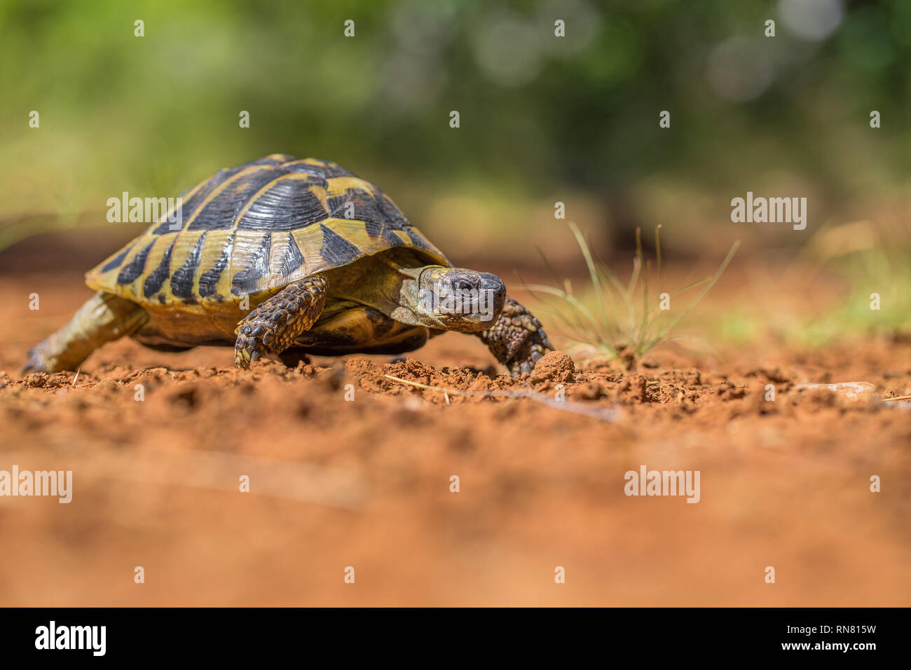 Hermann's Tartaruga Testudo hermanni nel Parco Nazionale di Paklenica Croazia Foto Stock