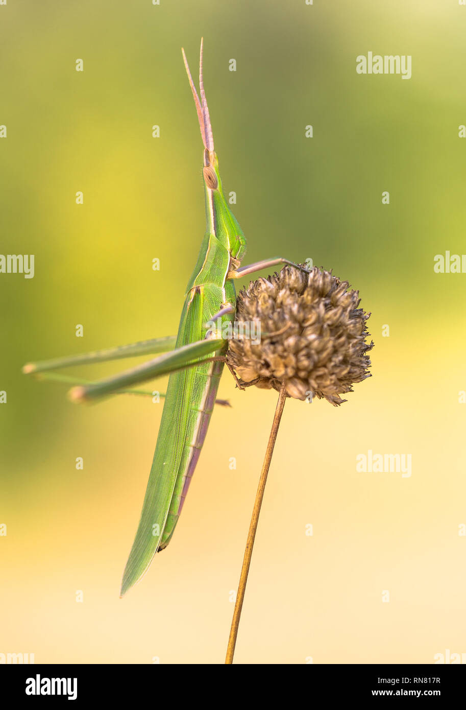 Cavalletta verde Acrida ungarica nel Parco Nazionale di Paklenica Croazia Foto Stock