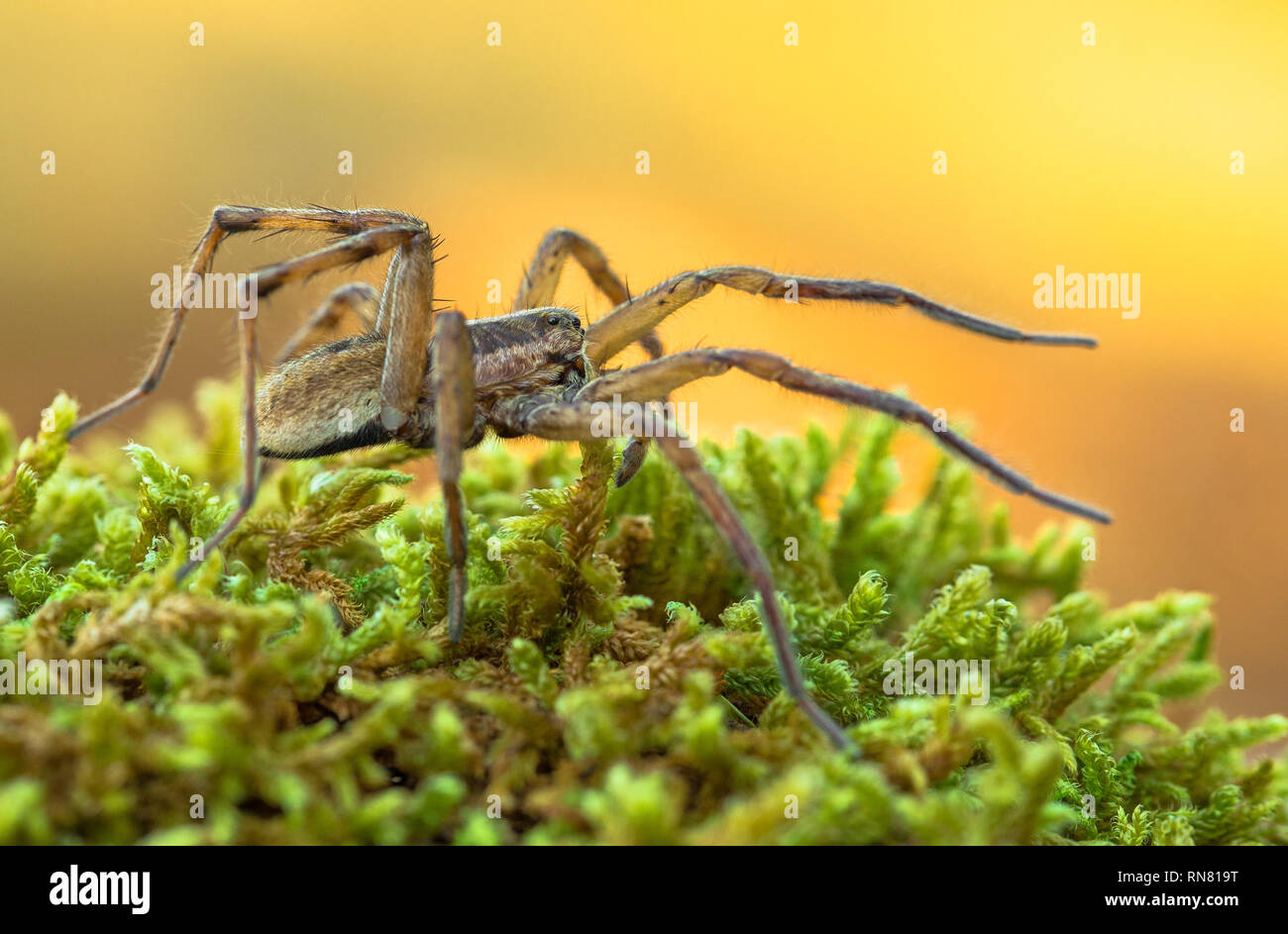 Wolf spider Hogna radiata nel Parco Nazionale di Paklenica Croazia Foto Stock