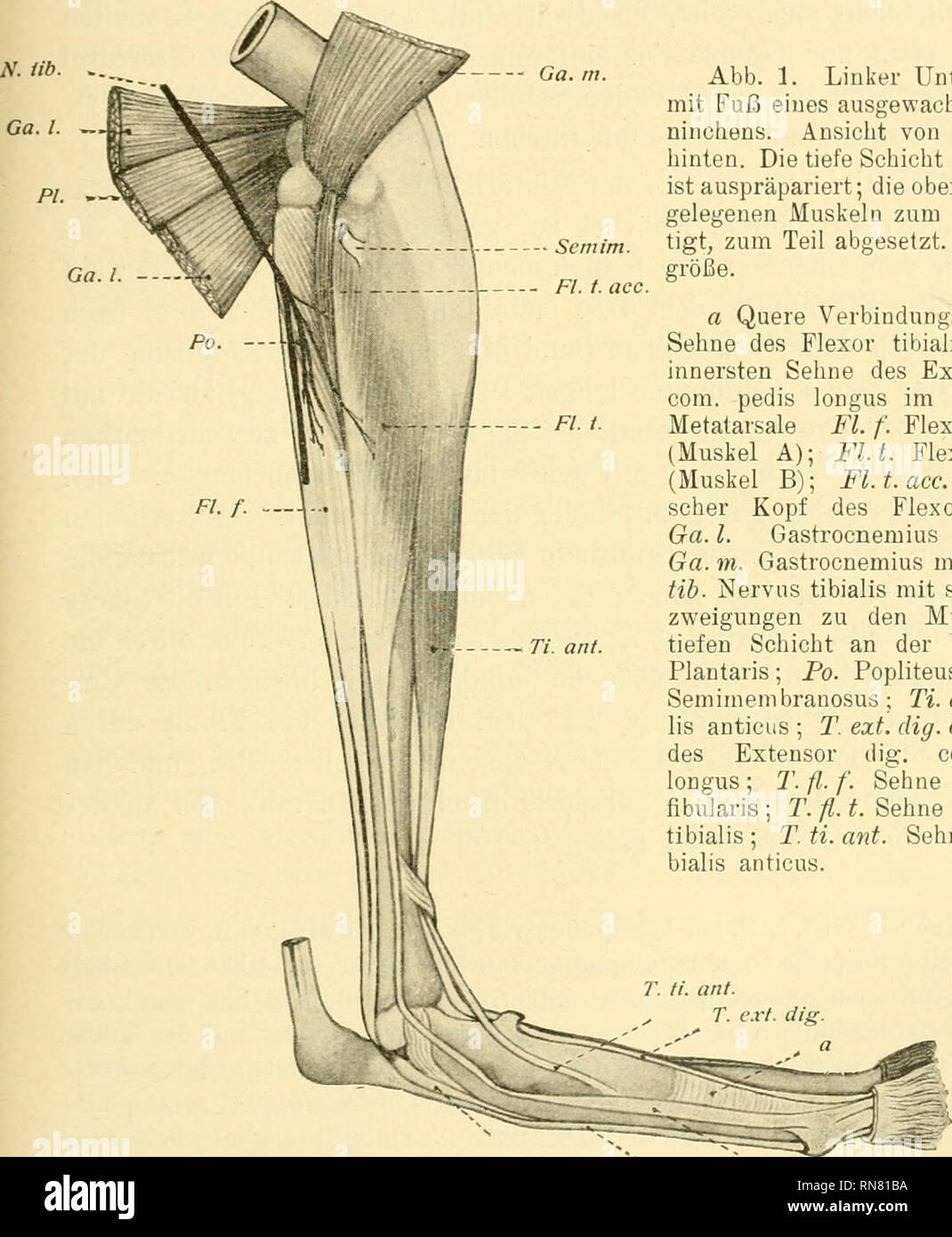 . Anatomischer Anzeiger. Anatomia, comparativo, Anatomia, comparativo. 85 (flessore digitorum communis longus [Krause] bzw. Fibularis flessore) etwas mehr, così erkennt man, dass sich derselbe eigentlich in drei pièces zerlegen läßt: zwei oberflächlich gelagerte, annähernd gleich starke Portionen, eine laterale und eine mediale, und eine etwas weniger - Ga. rri. Sem im.. Abb. 1. Il Linker Unterschenkel mit Fuß eines ausgewachsenen Ka- ninchens. Ansicht von innen und hinten. Die Tiefe der Schicht Beuger ist auspräpariert; die oberflächlicher gelegenen Muskeln zum Teil besei- tigt, zum Teil abgesetzt. Vs Nat Foto Stock