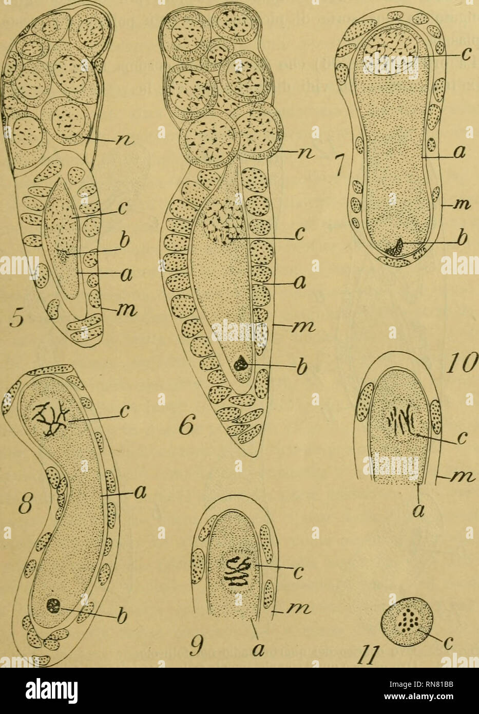 . Anatomischer Anzeiger. Anatomia, comparativo, Anatomia, comparativo. 47. Maiale. 5. Sezione di nu ovo ovarico del secondo stadio con una specie di cuffia (b) (non molto chiara e percio dubbia) nella parte posteriore della vescicola gerrainativa. Fig. 6-7. Sezioni longitudinali di dovuto ovuli ovariche del terzo stadio : oosoma h. Fig. 8. Sezione longitudinale di nu ovo verso la fine del quarto stadio. Fig. 9-10. Sezioni longitudinali della parte anteriore di dovuto ovuli dello stesso stadio. Fig. 11. Sezione trasversale della parte anteriore di nu ovo (non compreso il follicolo) dello stadio similitudine a sedare Foto Stock