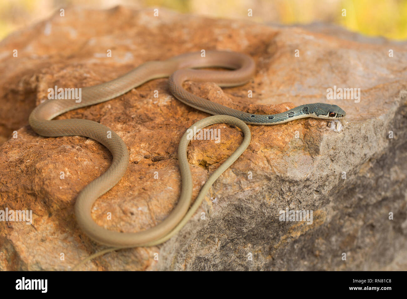 Dahl la frusta snake Platyceps najadum nel Parco Nazionale di Paklenica Croazia Foto Stock