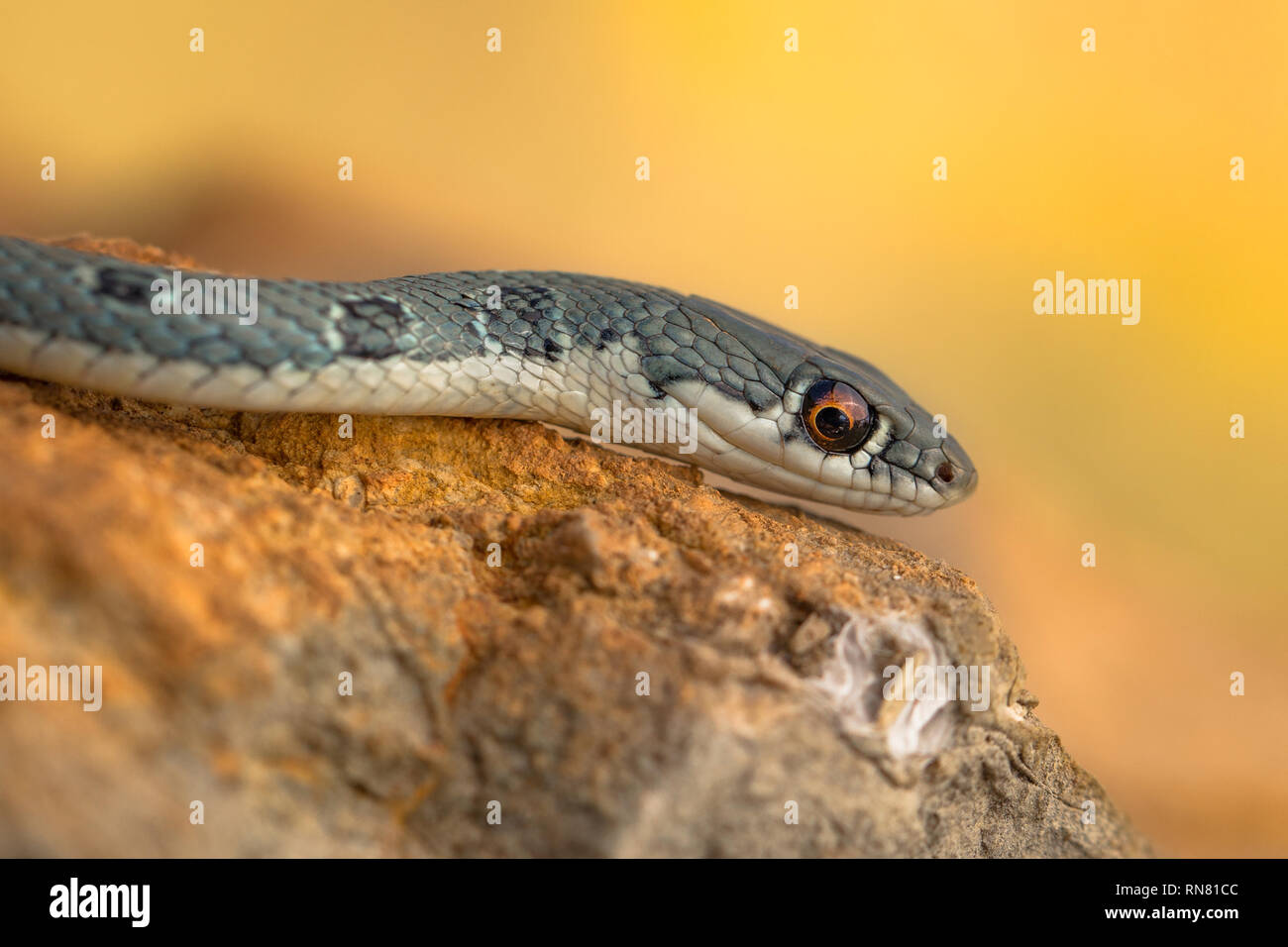 Dahl la frusta snake Platyceps najadum nel Parco Nazionale di Paklenica Croazia Foto Stock