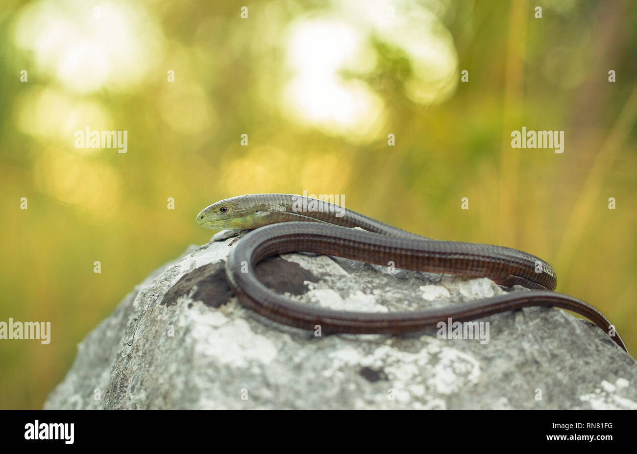 Unione legless lizard Pseudopus apodus nel Parco Nazionale di Paklenica Croazia Foto Stock