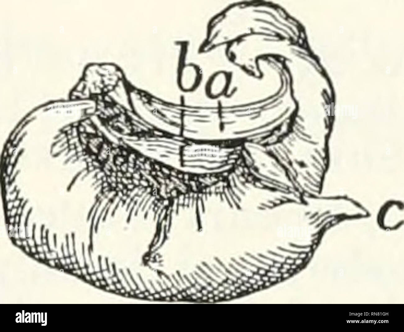 . Anatomia della cat. Gatti; mammiferi. Il cranio 2,2, il condotto uditivo esterno è un quasi dorsoventral scanalatura la quale, quando l'osso è articolata, forma una parte del confine del forame stylomastoid (Fig. 22, J); appena ventrad di questa scanalatura è un pit (/•) che alloggia la punta del tympanohyal osso. Craniad l'osso è prodotta in un breve tratto della colonna vertebrale, la stilo- processo (^7), che giace in una scanalatura orizzontale in superficie ventrale del basisphenoid. Laterad di questa colonna vertebrale è una scanalatura per la tuba auditiva o tuba di Eustachio. La superficie mediale (Fig. 24) presenta al centro nei pressi di Foto Stock