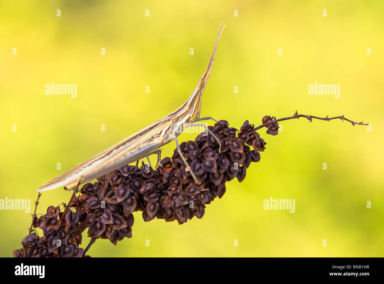 Brown grasshopper Acrida ungarica nel Parco Nazionale di Paklenica Croazia Foto Stock