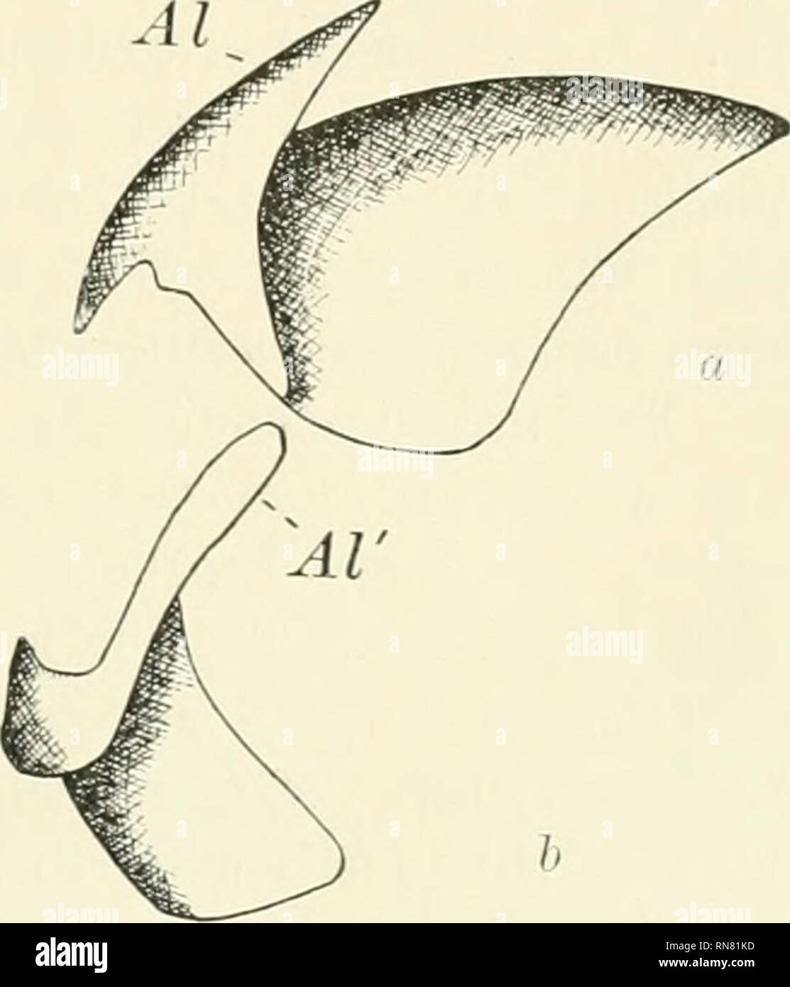 . L'anatomia del comune : calamari Loligo pealii, Lesueur. Loligo pealii; molluschi -- anatomia. 81 Il bordo di taglio della ganascia. Questo bordo è redatto in un robusto dente mediano che è tlanked da una coppia di piccole tacche. I muscoli faringei sono allega- ed alle superfici adiacenti delle lamelle di ciascuna ganascia e riempire lo spazio stretto scommessa^veen. Le ganasce di crescere costantemente da aggiunte ai loro margini e alle loro superfici non esposte. Essi sono contrassegnati da tw"o insiemi di ammenda strie. Le linee di crescita, una serie concentrica con il punto della ganascia e di un gruppo che si irradiano da esso. Le ganasce sono marrone- Foto Stock