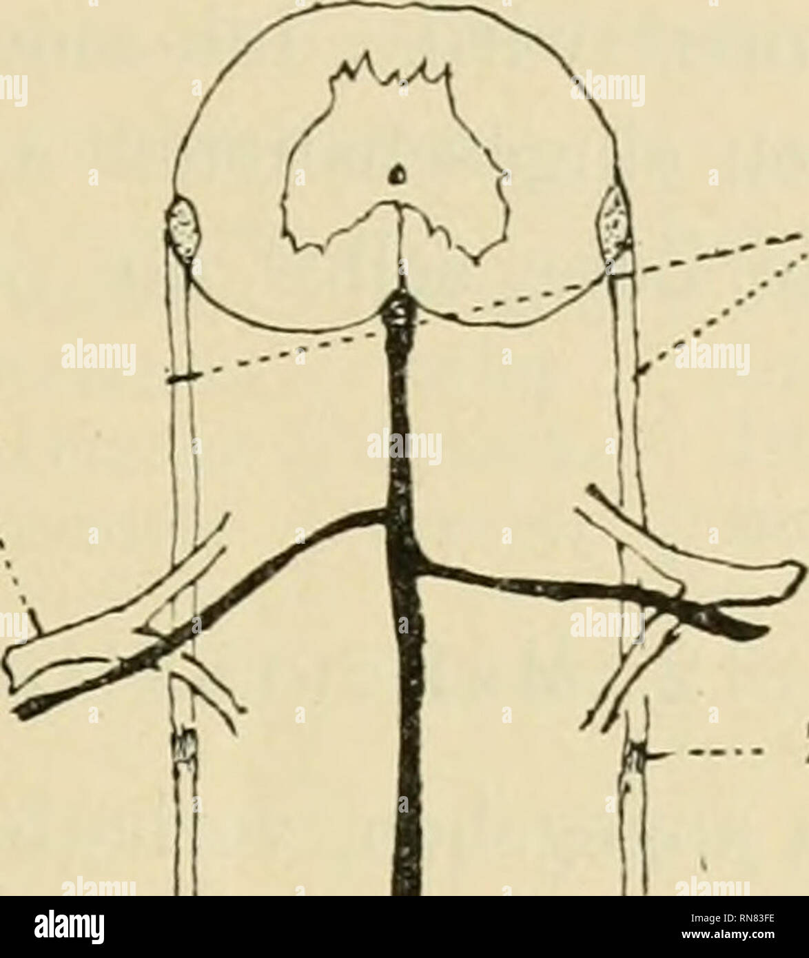 . Anatomischer Anzeiger. Anatomia, comparativo, Anatomia, comparativo