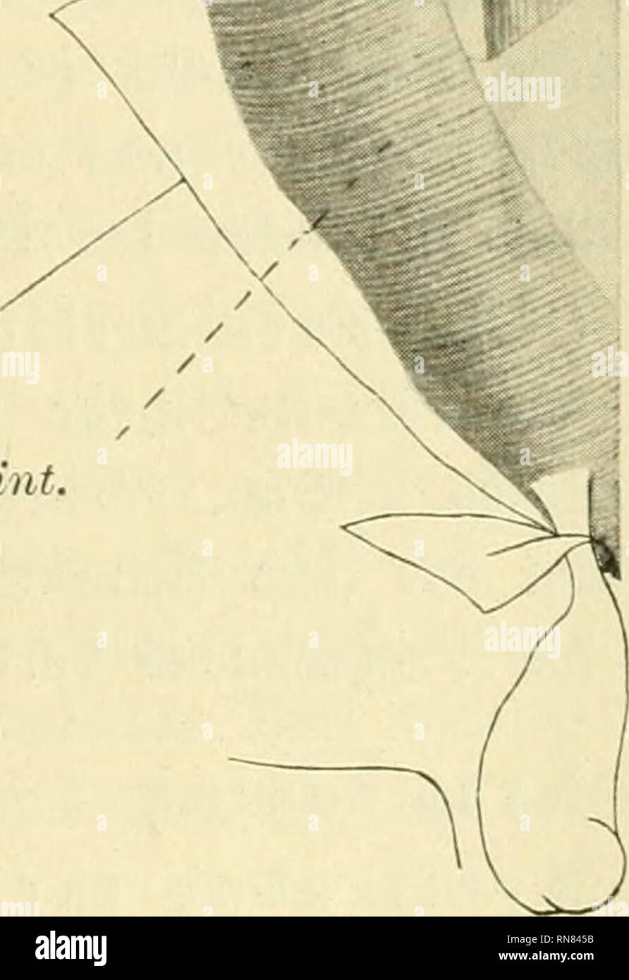 . Anatomischer Anzeiger. Anatomia, comparativo, Anatomia, comparativo. 31. obl. int.. Fig. 5. ^.'-M. rect. ABD. 31. trasv. ABD. - -%- 31. rect. ABD. X Fig. 4. Tupaja javanica. 4 : 3. Fig. 5. Tupaja javanica. 4 : 3. Fig. 6. Lemure mongoz var. nigrifrons. 2 : 3. Fig. 7. Lemure mongoz var. nigrifrons. 2 :3. 3I.obl.ext. = 'iii. obliquus externus. J/. o6Z. iM&LT;. = M. obliquus internus. 31. trasv. abdom, = M. transversus addominali. 3I.rect.abdom. = M. rectus addominali.. Si prega di notare che queste immagini vengono estratte dalla pagina sottoposta a scansione di immagini che possono essere state migliorate digitalmente per la leggibilità - colora Foto Stock