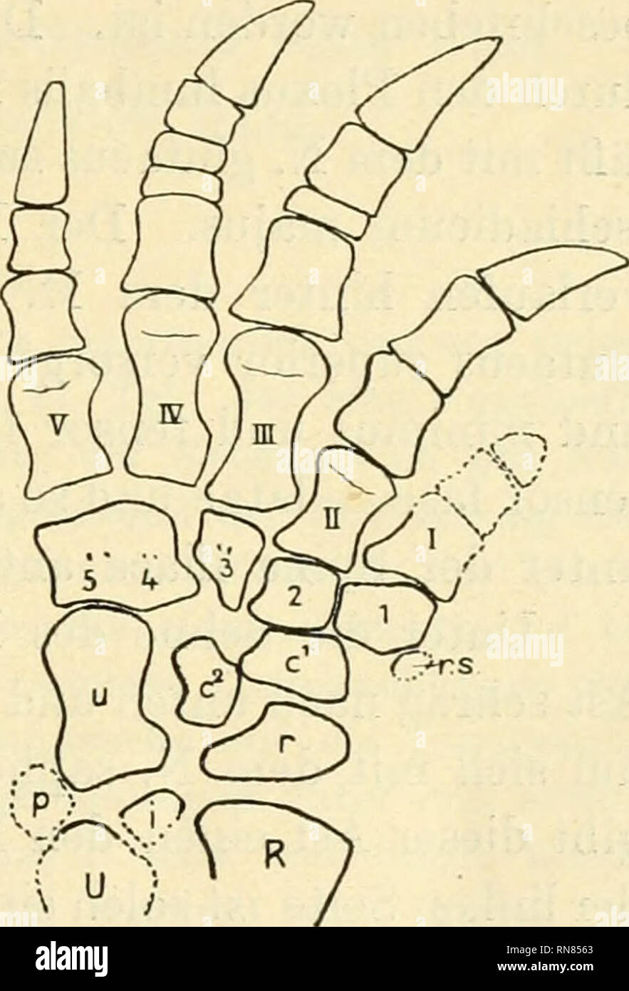 . Anatomischer Anzeiger. Anatomia, comparativo, Anatomia, comparativo. 231 tipo hy l'aggiunta delle falangi extra nel medio di tre dita e una tale aggiunta può difficilmente sono venuti circa tranne che da un brusco salto da 2 a 3, 3 a 4 e da 4 a 5. Nel presente documento desidero discutere piuttosto come la formula, 2. 3, 4, 5, 3, diventare ridotto a 2, 3, 3, 3, 3, quando i piedi invece di essere poste ai lati del corpo è venuto ad essere collocata al di sotto. Tale riduzione ha avuto luogo con la shorteiiing delle dita nel Chelonia e un esattamente analoga riduzione ha avuto luogo in un- cestors di Foto Stock